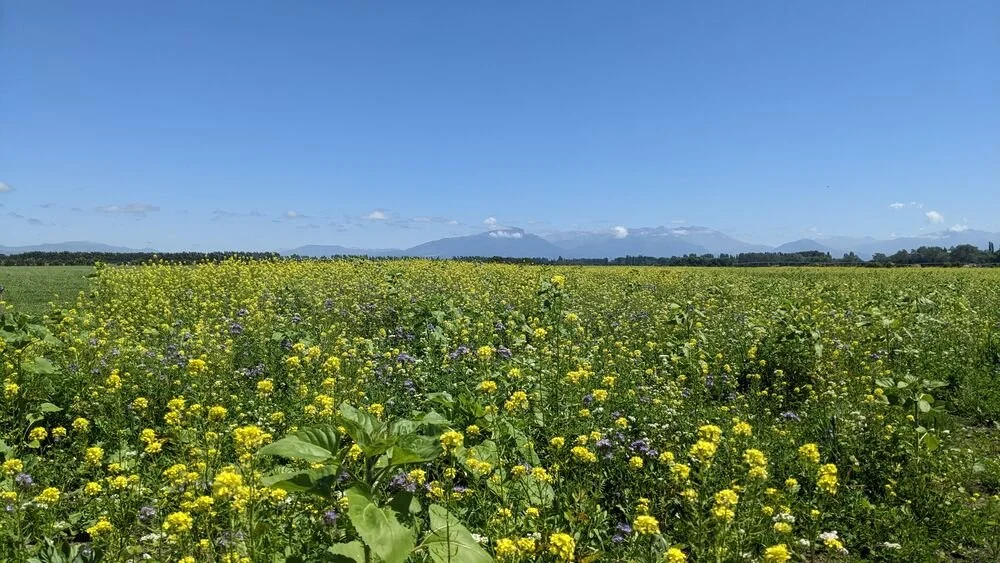 Diverse forage crops – farmer experience and examples — Quorum Sense