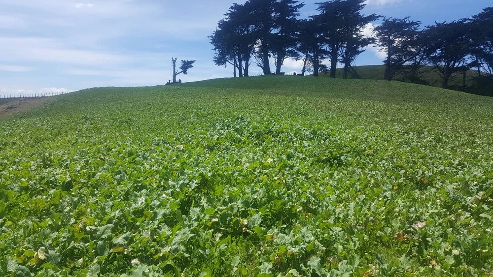 Forages Examples Diverse forage crops – farmer experience and examples — Quorum Sense