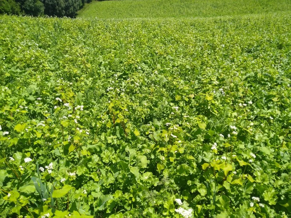 Forages Examples Diverse forage crops – farmer experience and examples — Quorum Sense