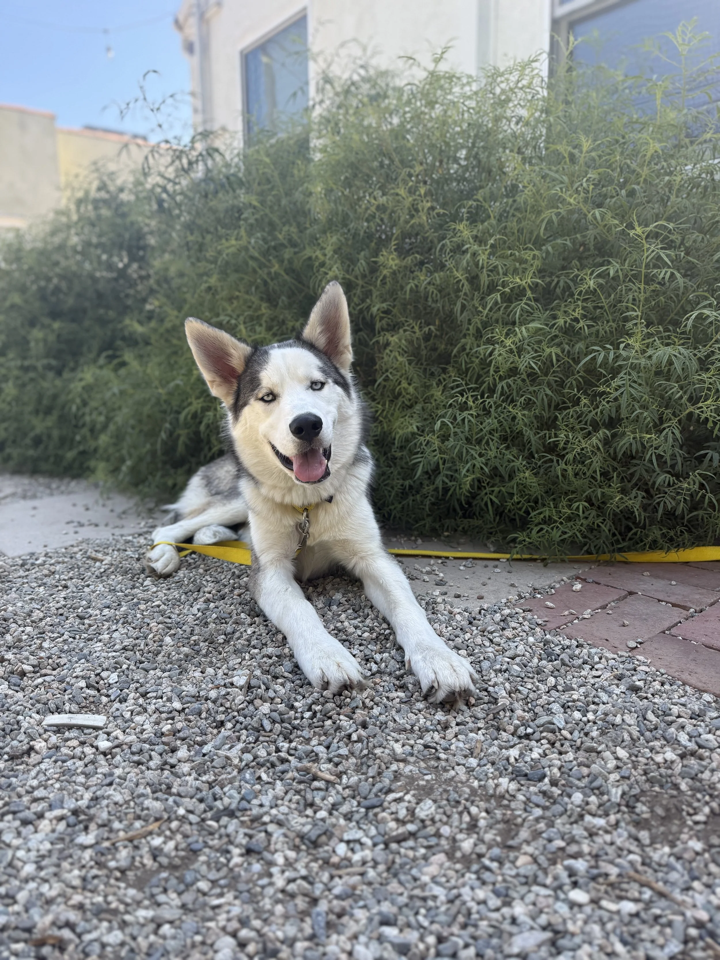 DCLA adoption event @ Baker's Bench