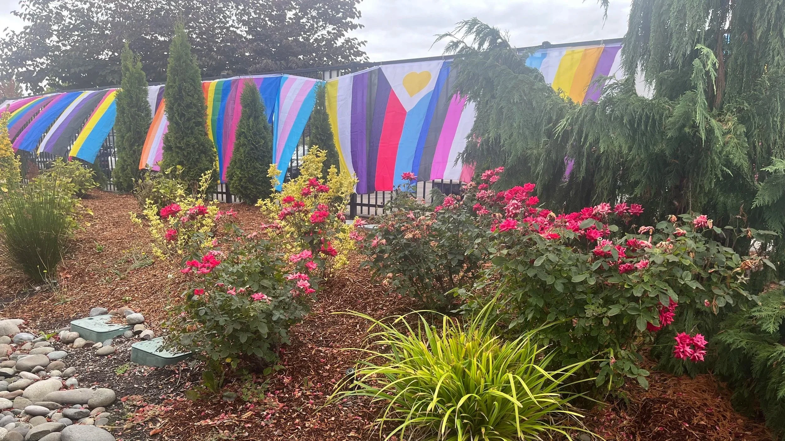 Garden bed with pink rose bushes, green shrubs, river stones, and mulch in front of a black fence lined with multiple Pride flags in different color patterns under a cloudy sky.