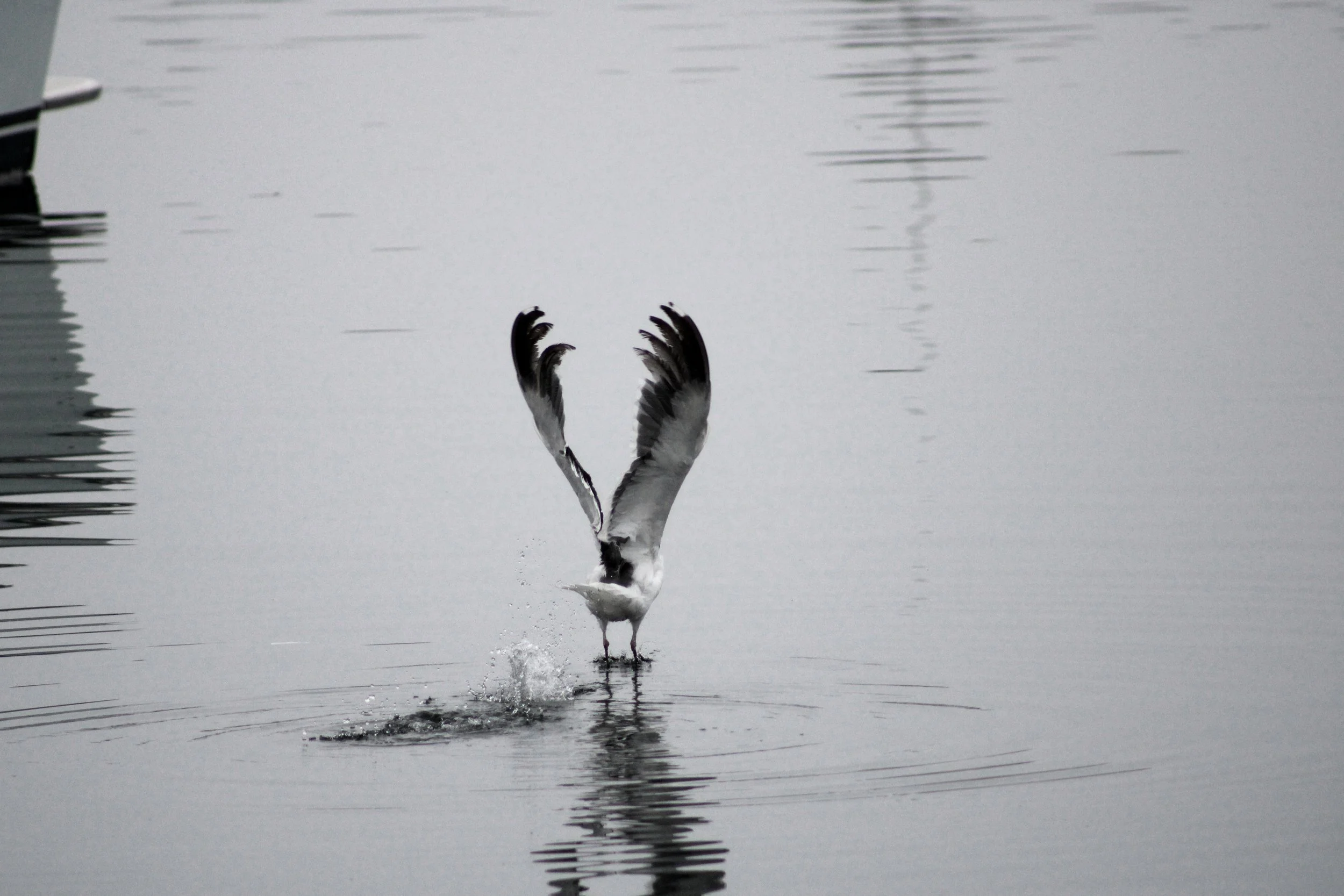 Bird.jpg