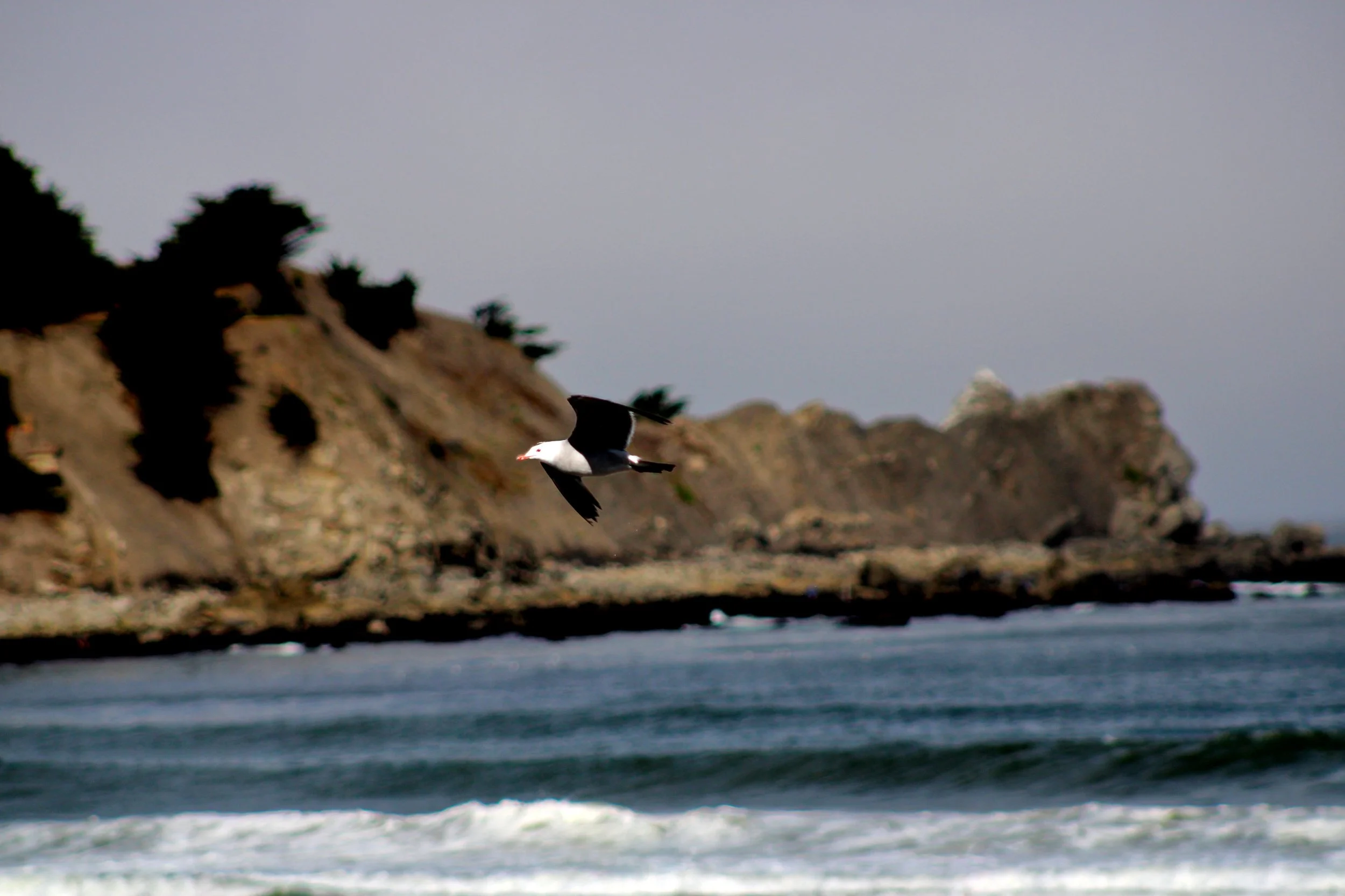 IMG_1466.jpg