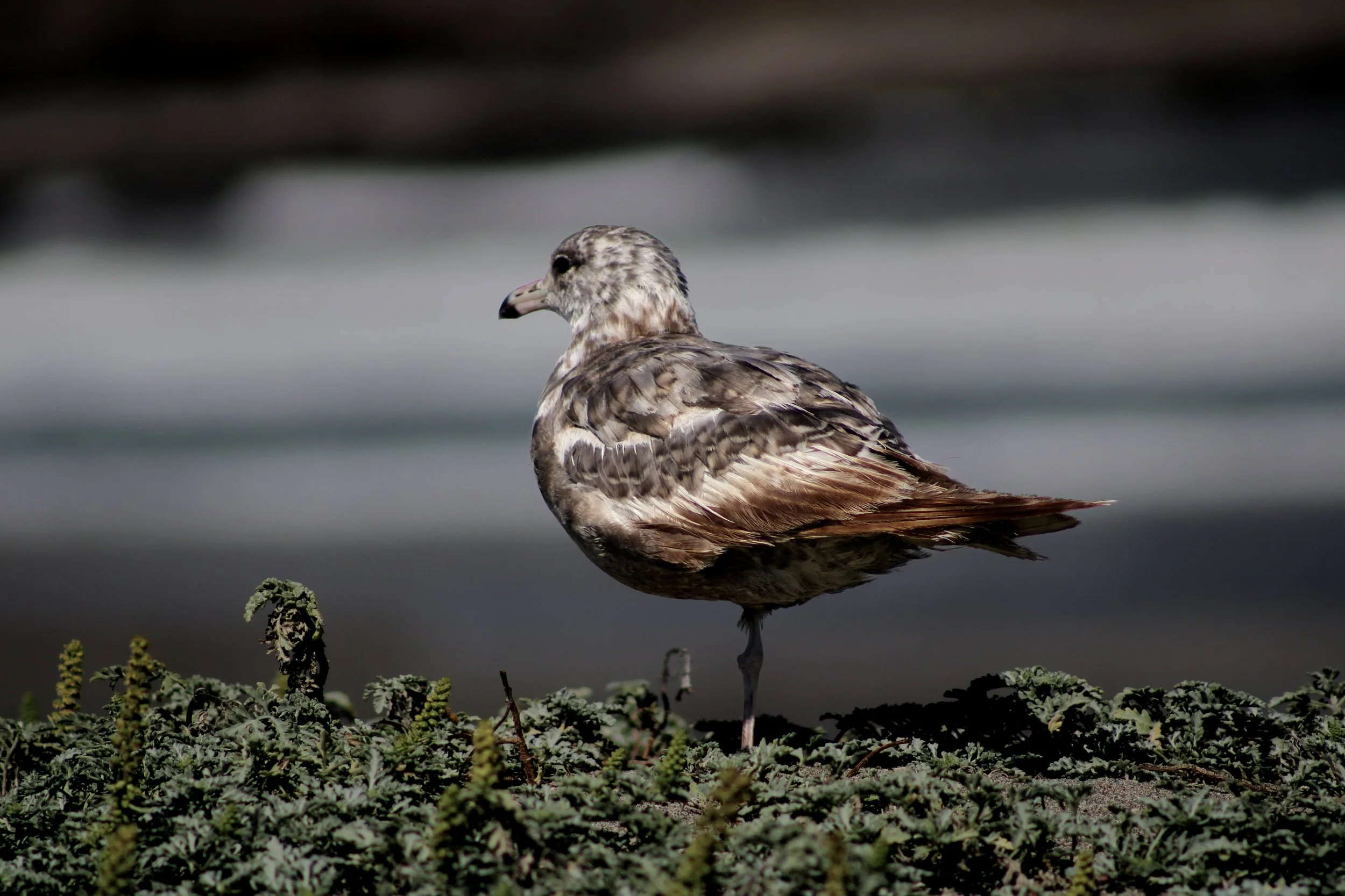 One Legged Bird.jpg