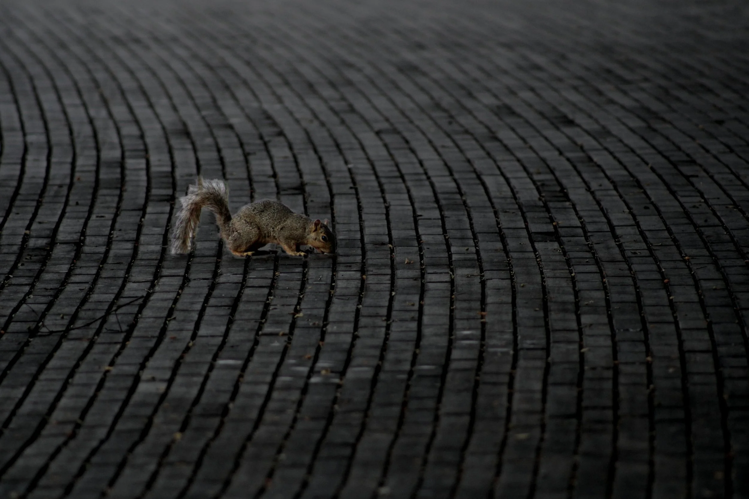 Squirrel.jpg