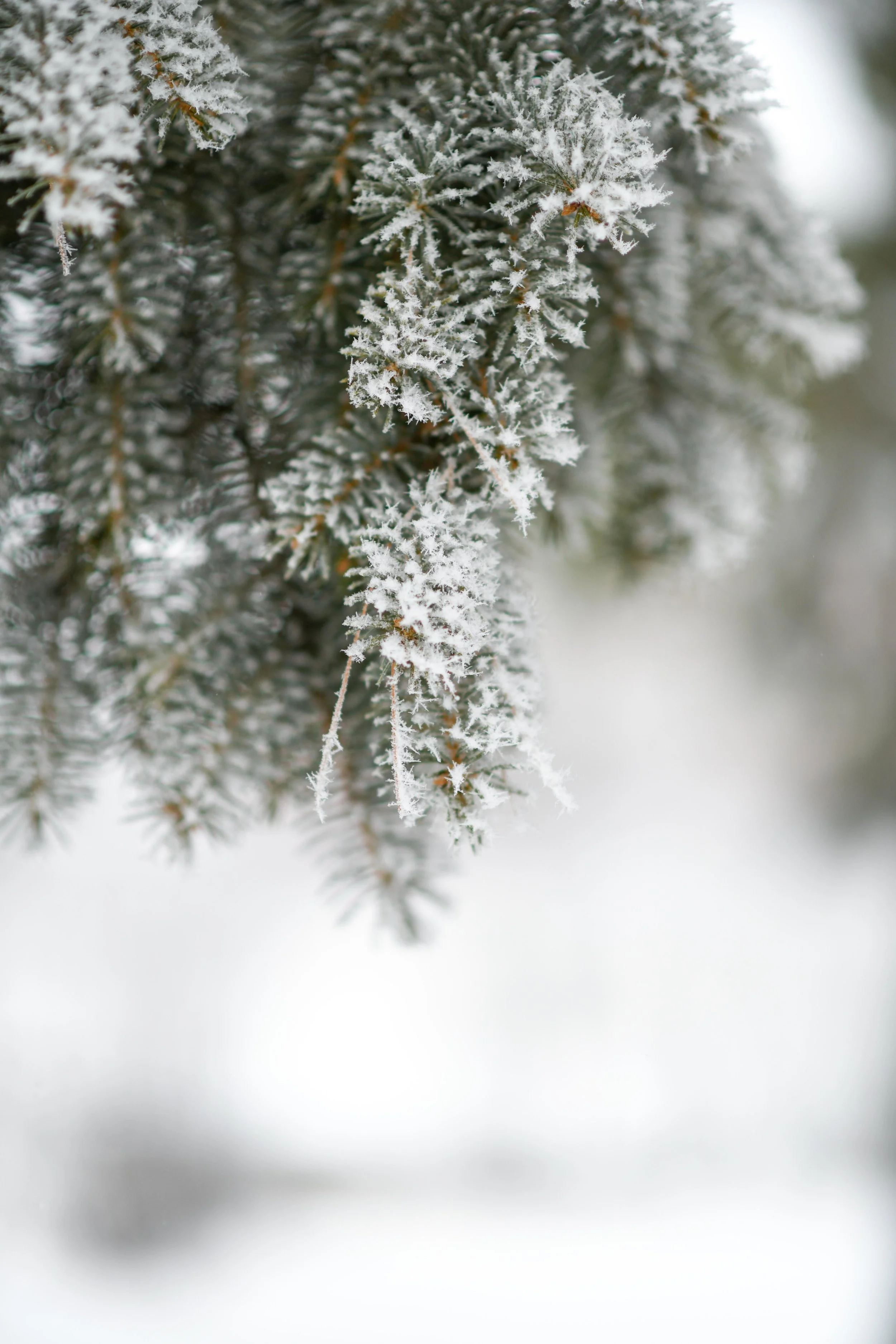 210104_SK_AU Campus snow-32-sz-1.jpg