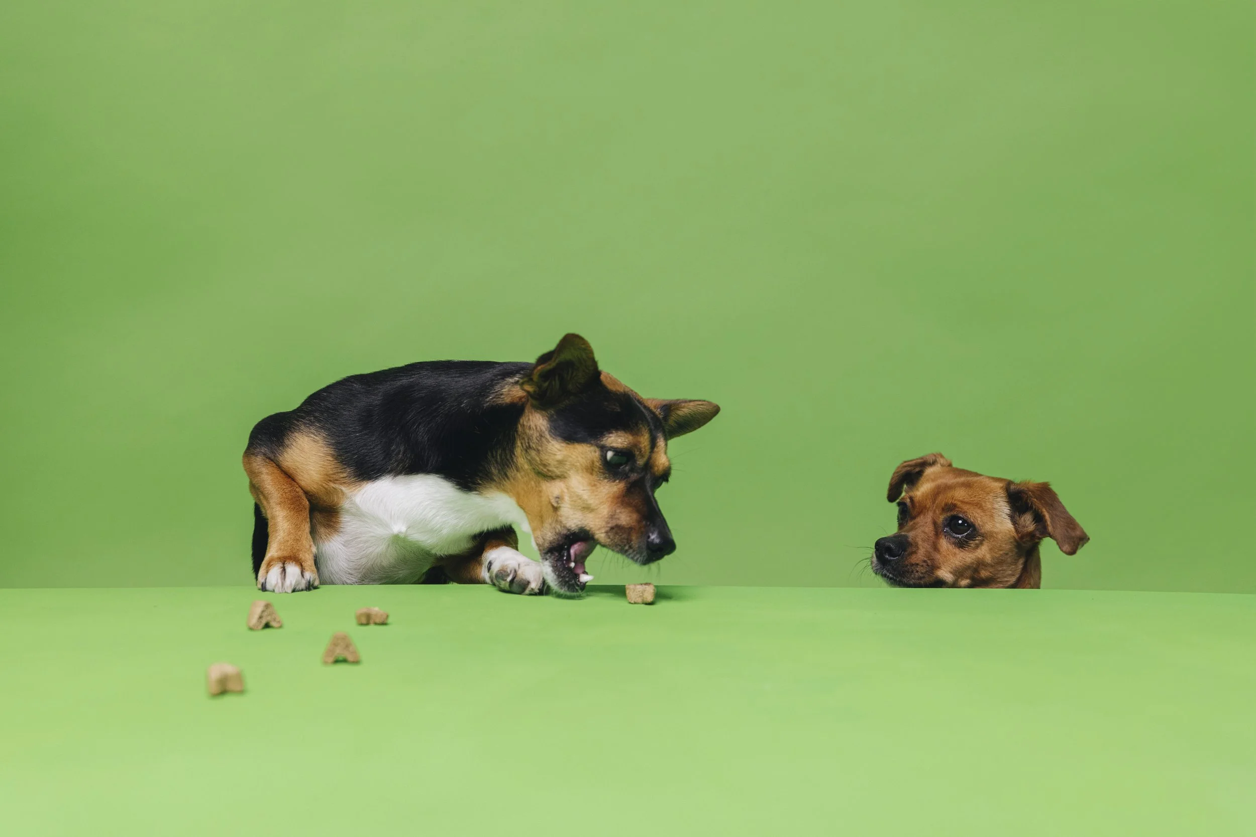 250220-VegDog-Dogs-51.jpg