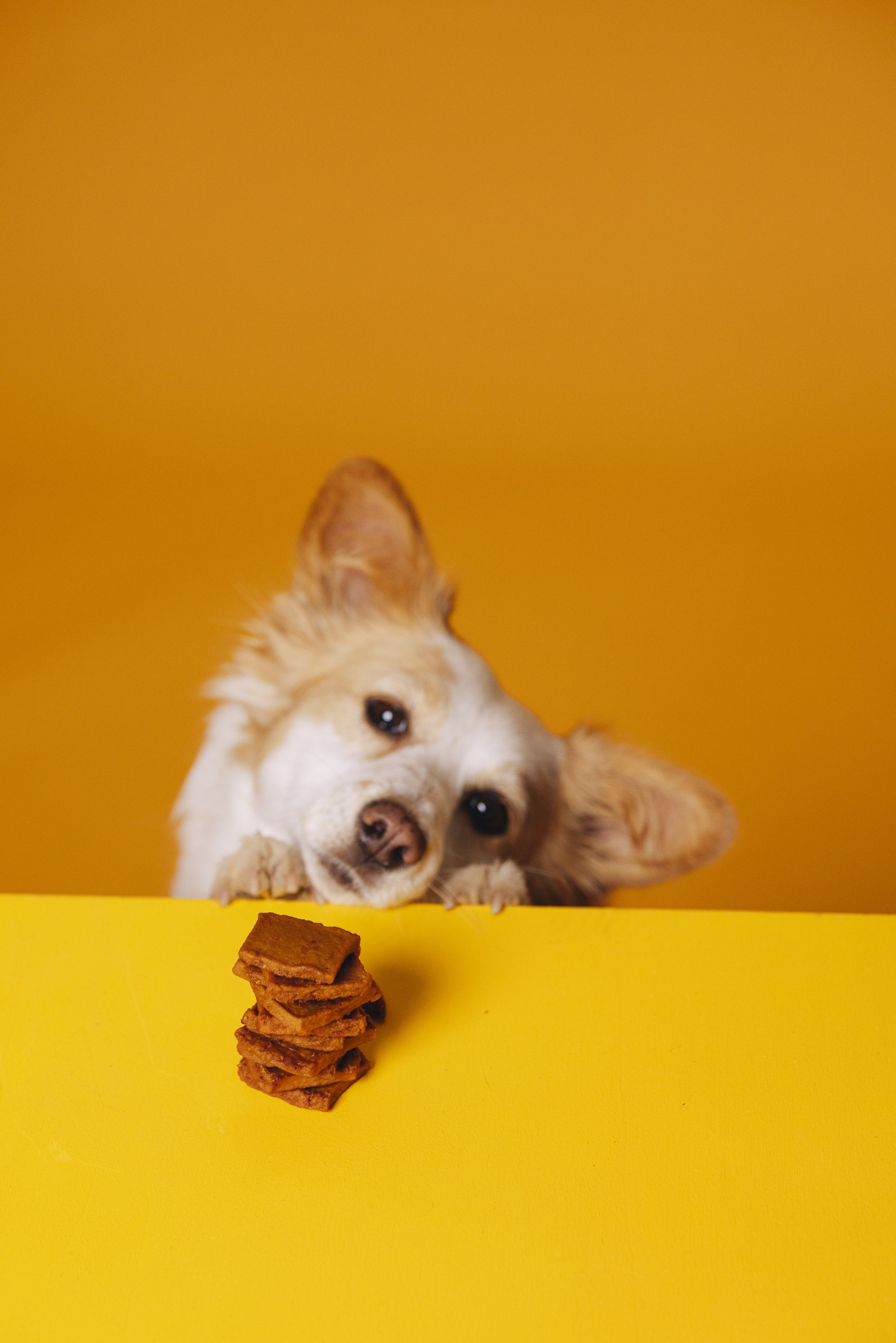 250220-VegDog-Dogs-22.jpg