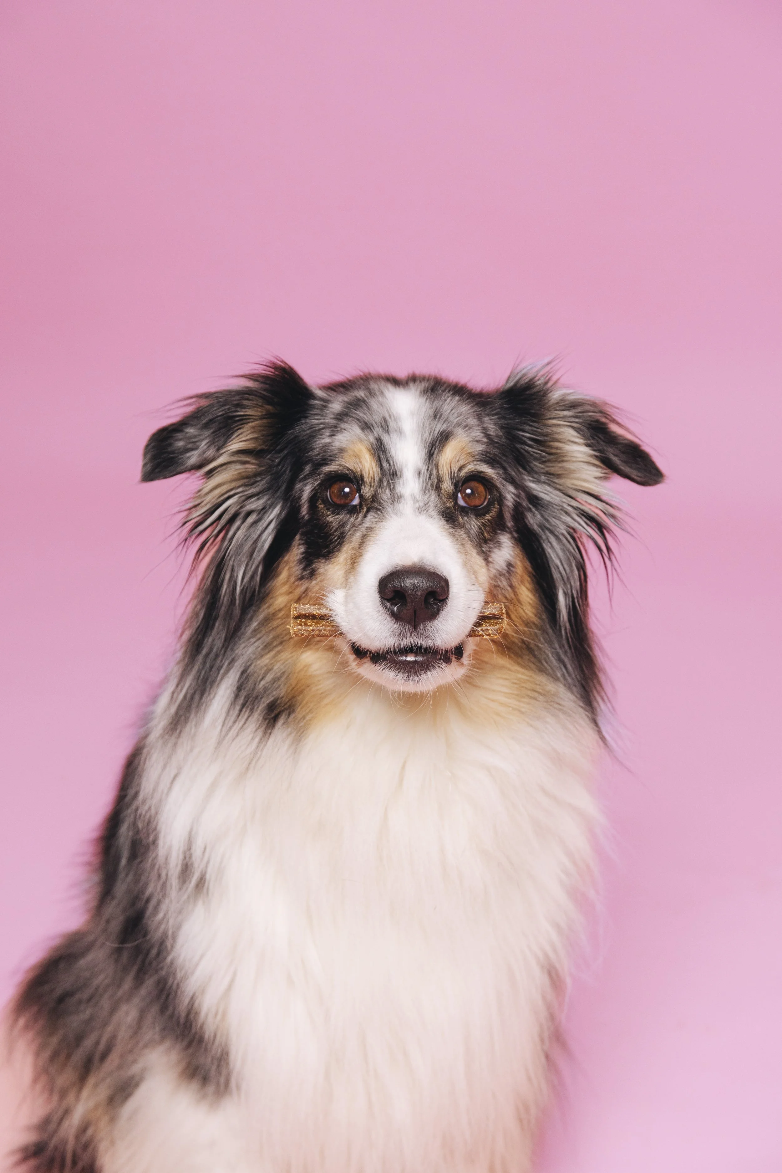 250220-VegDog-Dogs-13.jpg