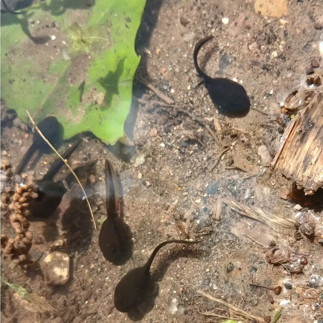 We went to visit the tadpoles at the pond to see how they've grown, and we noticed some of them had now grown legs, but the frogs 🐸 were still hiding #pondlife #commuinty #lifecycle ##learning