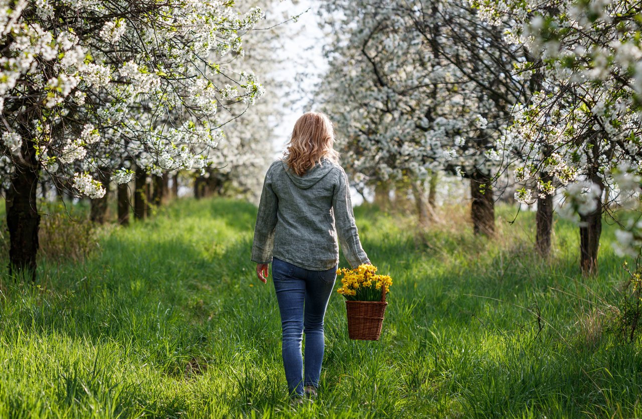 A woman walks between rows of cherry trees with a basket of daffodils