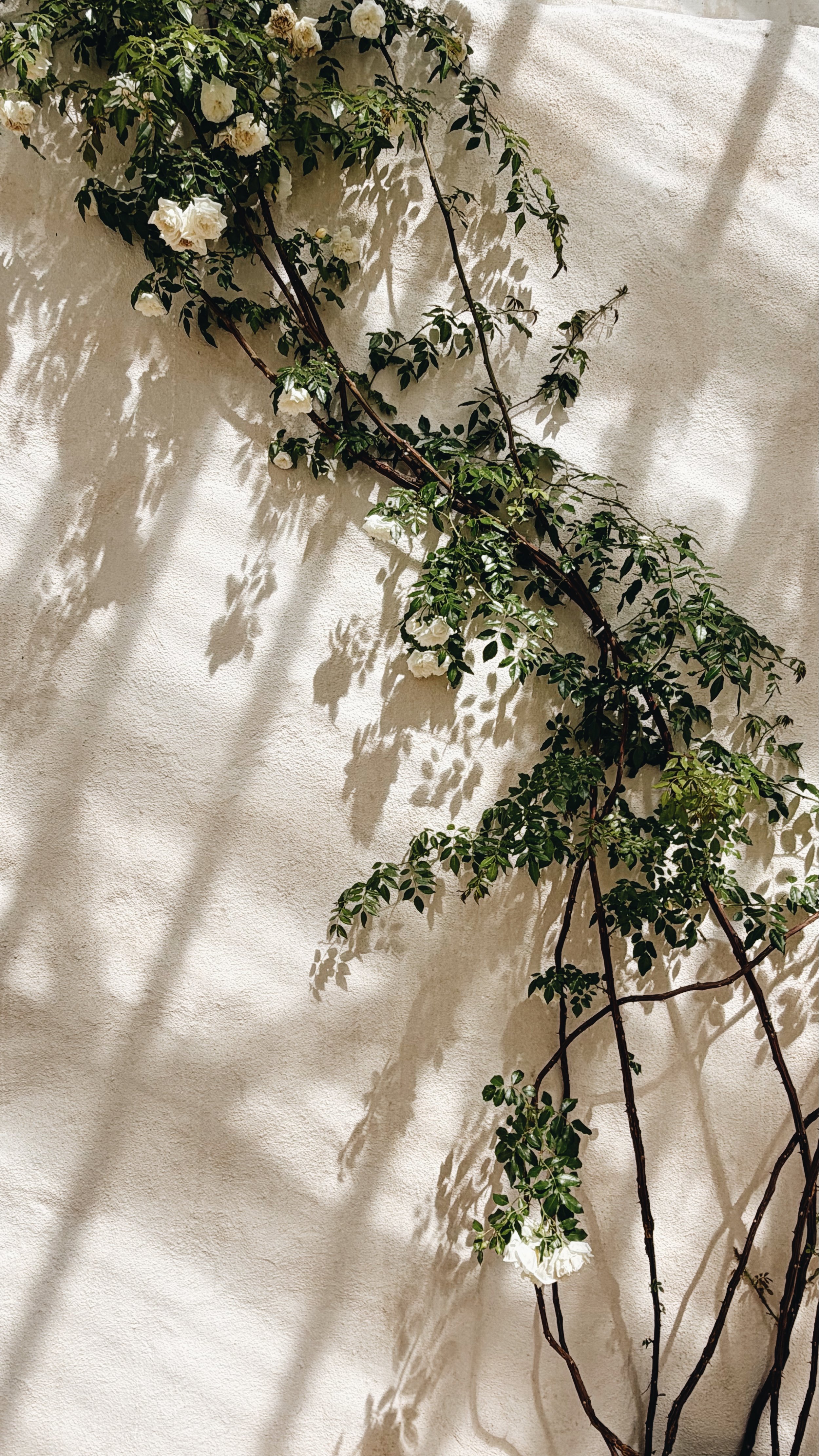 FullSizeRender_VSCO 30.JPG