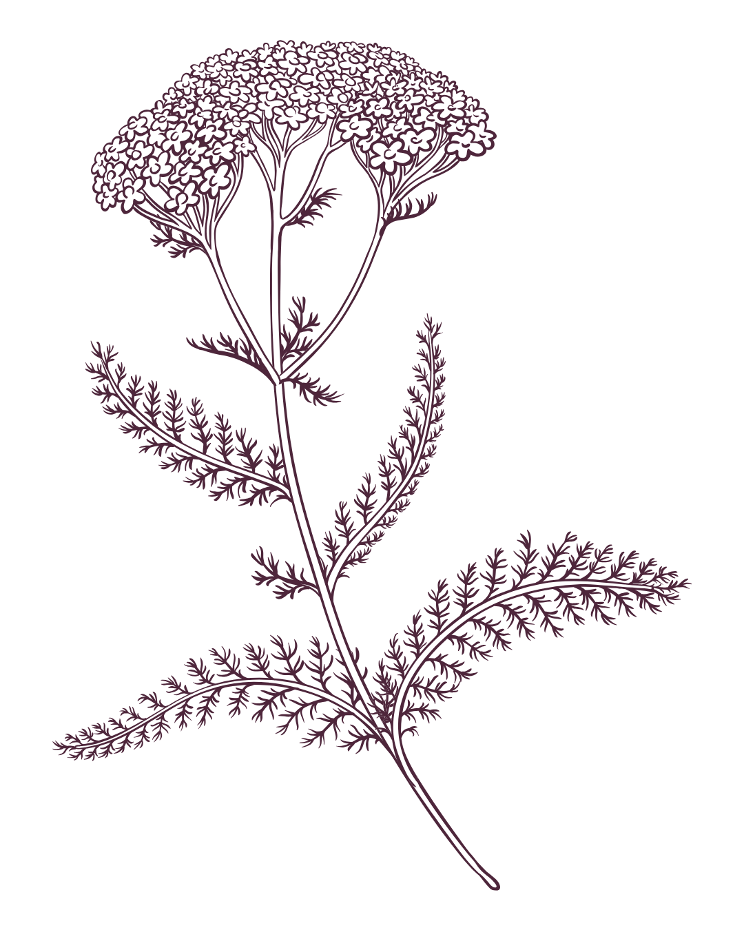 A detailed botanical illustration of a flowering plant with a tall, branching stem, delicate fern-like leaves, and clusters of small flowers at the top, displayed against a black background.