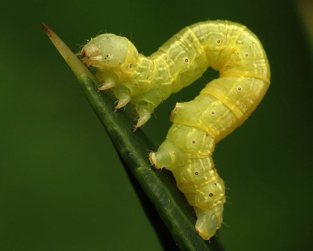 I Used to Think Inchworms Were Cute. Not Anymore.