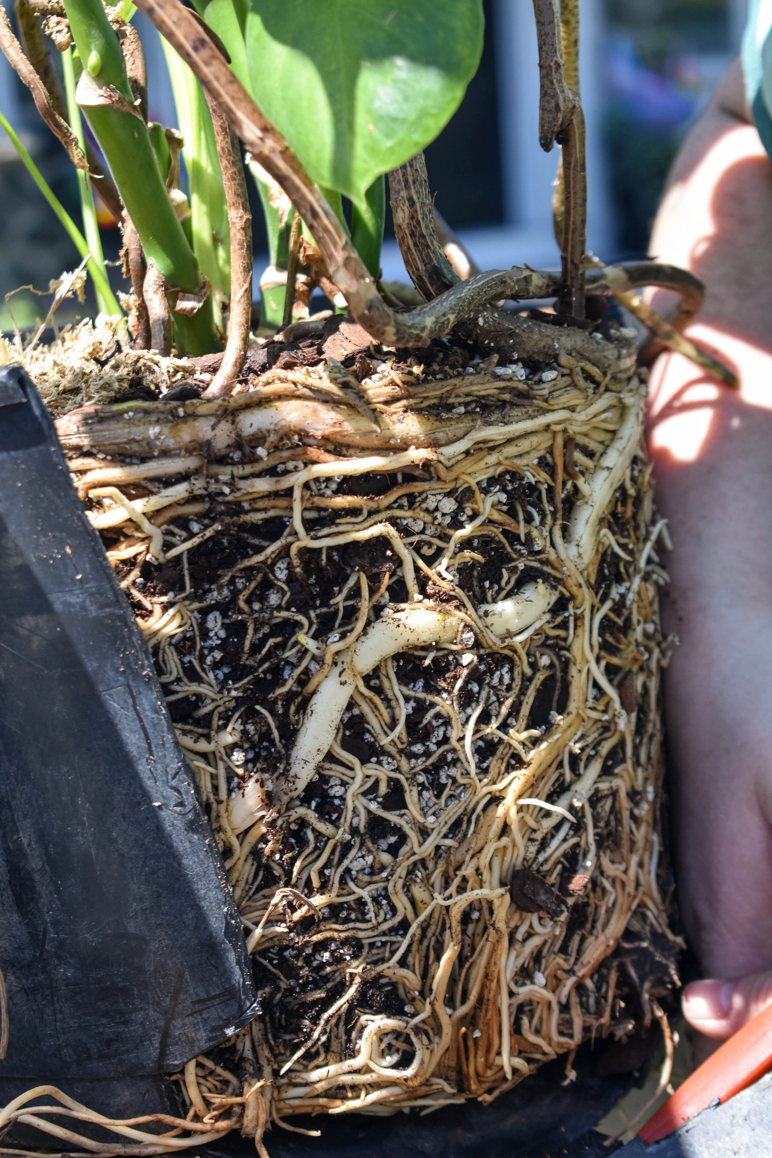 A root bound plant with the pot broken around it.
