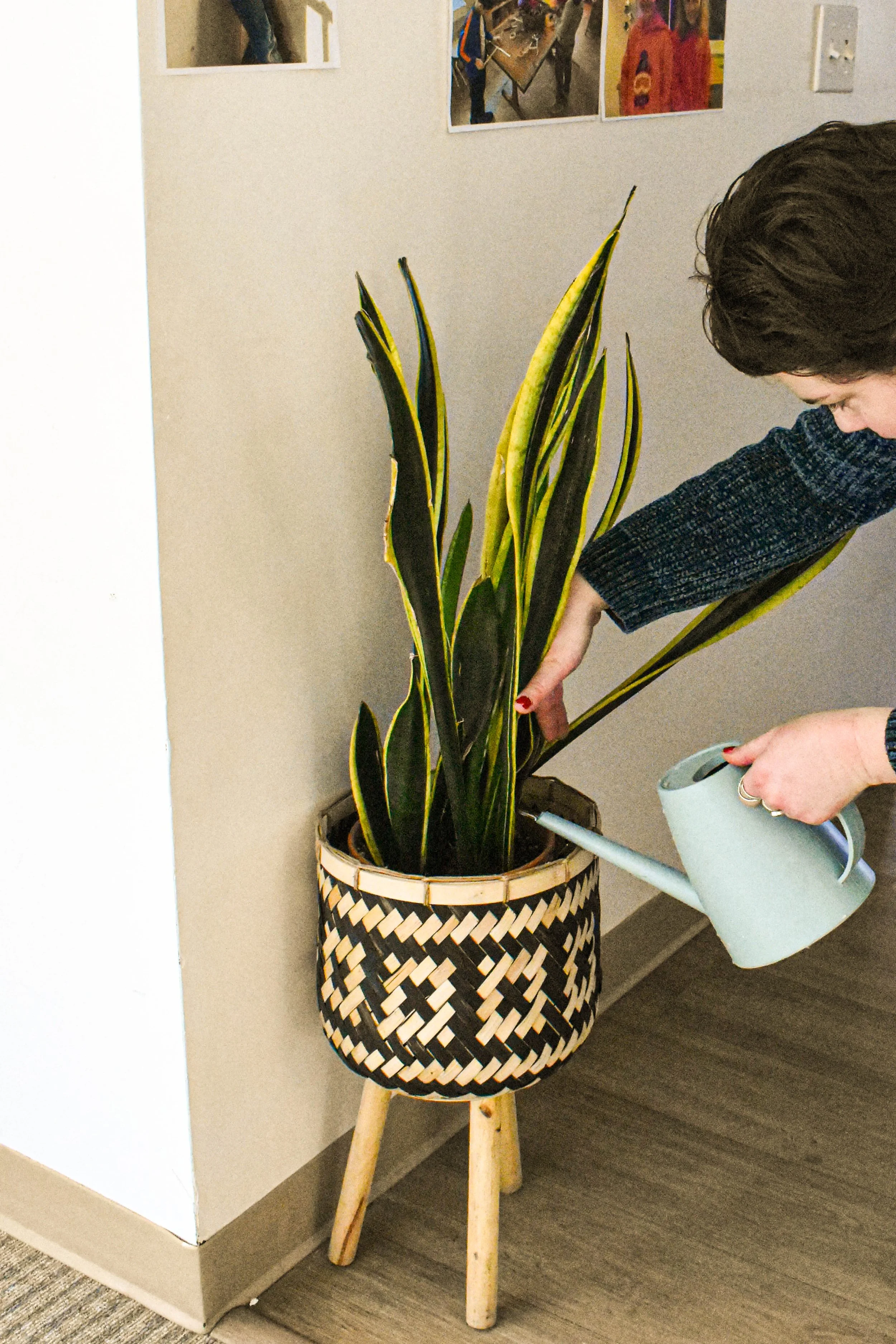 Sarah waters a snake plant in a wicker plant stand.