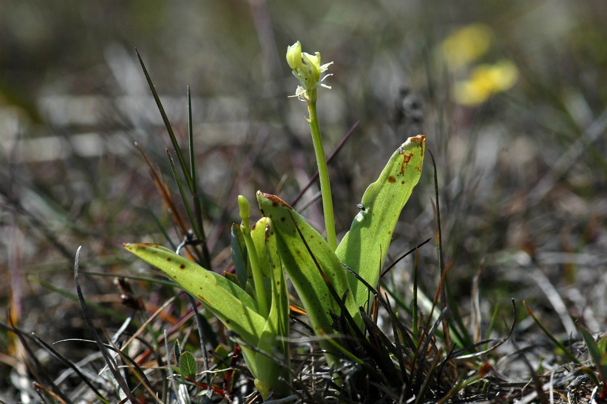 Bringing Back the UK’s Nearly Extinct Fen Orchid