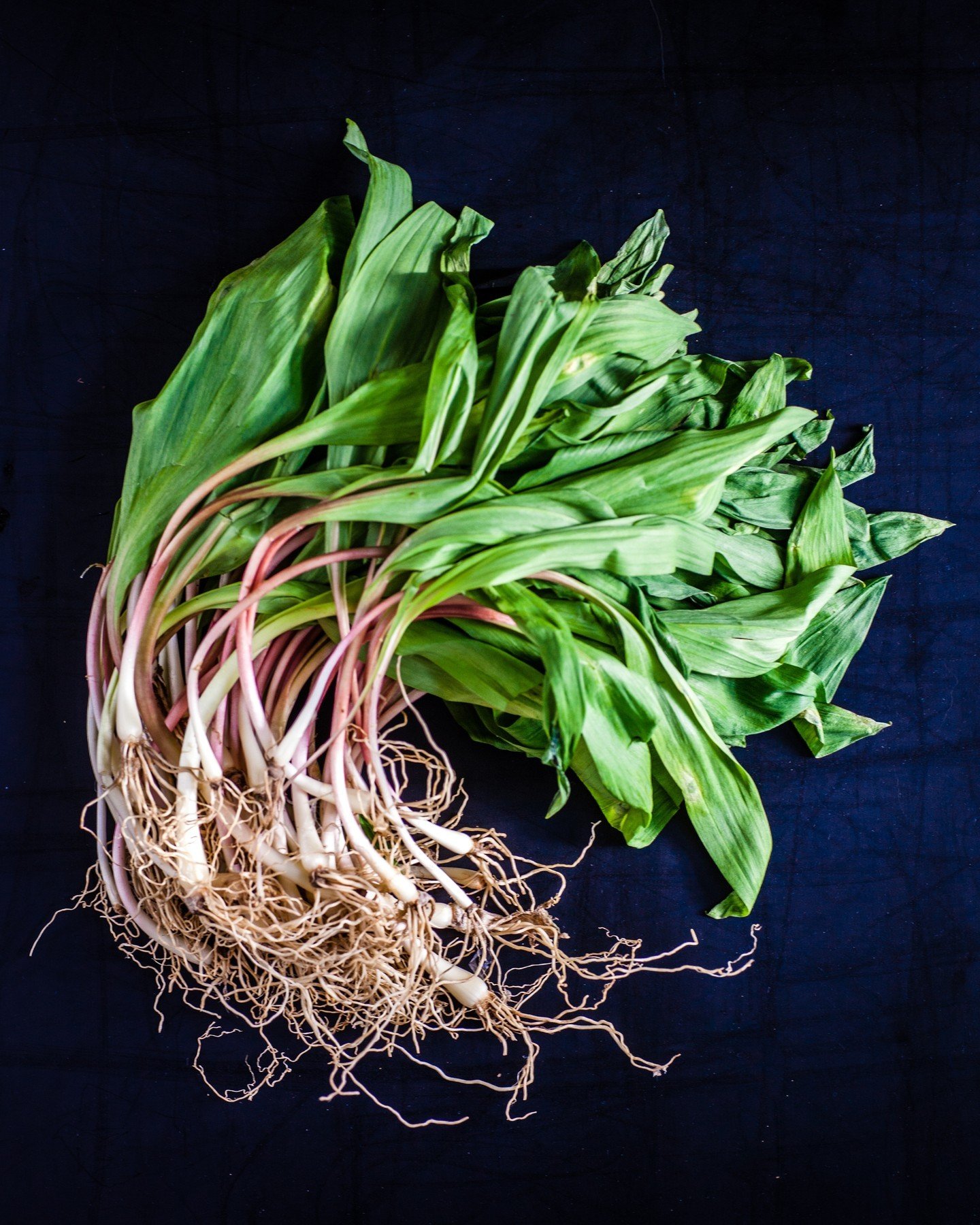 Fresh ramps from Harmony Valley Farm in Viroquia, Wisconsin have arrived! These seasonal delights are highly sought after and they're here now! Hurry, grab your share while stocks last!