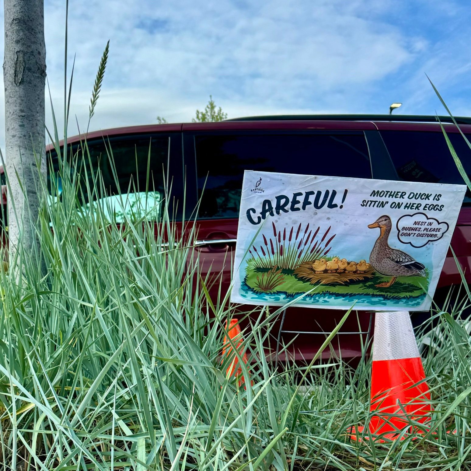 Mother Duck Returns!