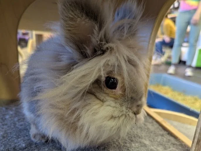 We recently received an email that was just too cute to keep to ourselves, and we hope it brightens up your Monday! 🐰💚
The rabbits at Rabbit Rescue of MN&rsquo;s Romp event were caught on camera happily munching on the fresh greens Eastside donated
