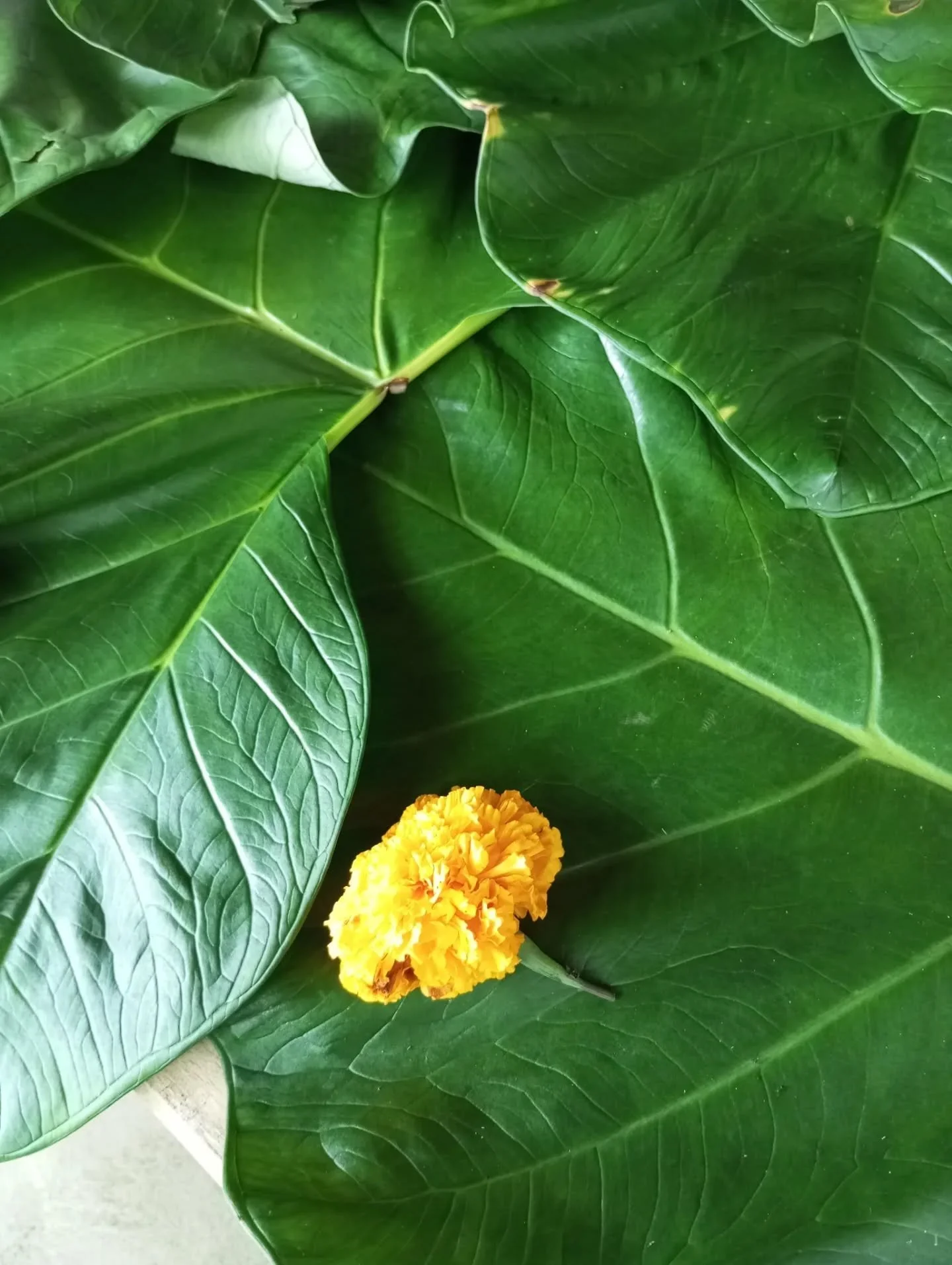 ROSEBUD.

A word whispered at the end of Citizen Kane &mdash;
a memory, a seed, a reminder of where everything begins.

Maybe creativity is the same.

We think it&rsquo;s about ideas, but it&rsquo;s really about remembering.. 
Remembering why we star