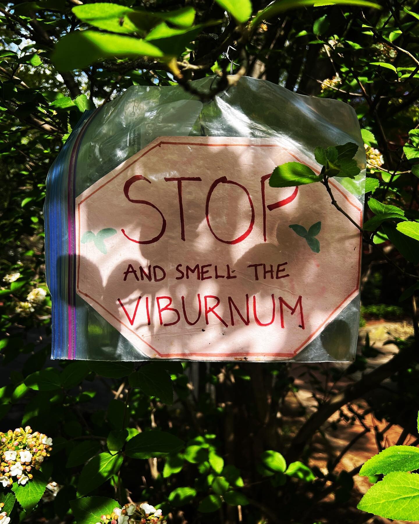 My favorite neighborhood sign of spring &mdash; comes out every year &mdash; and the olfactory-explosive event IS worth stopping for. 

See #viburnum in #williamcarloswilliams where #thepureproductsofamericagocrazy