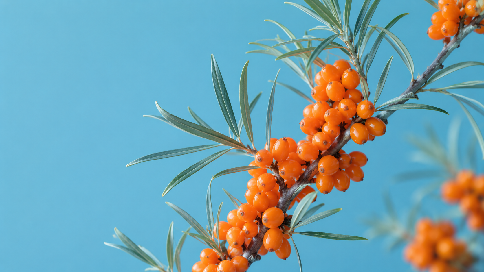 Why Sea Buckthorn Belongs in This Formula: The Cellular Foundation of Resilience