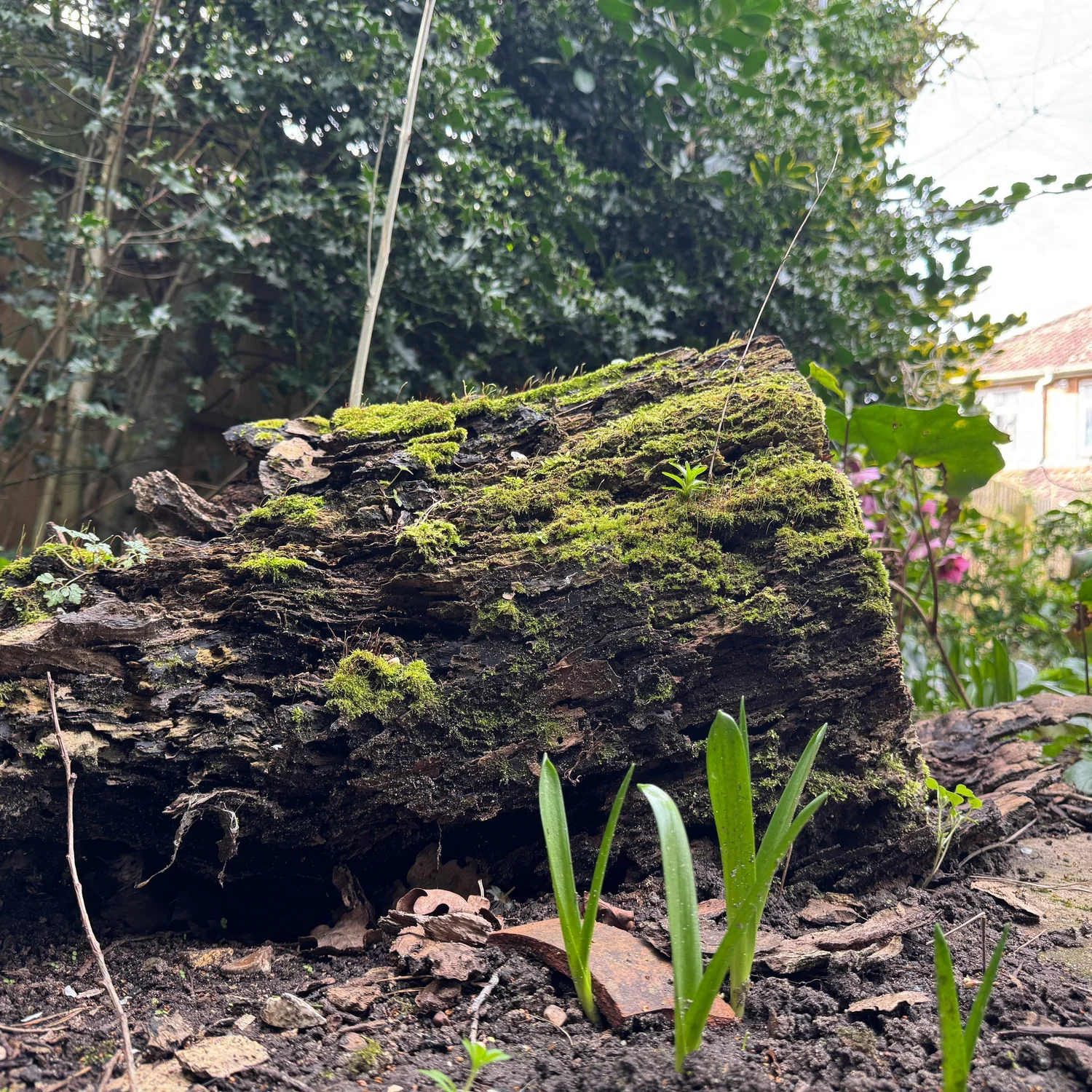Dad’s Walnut Tree part 2 — Our Plant Stories