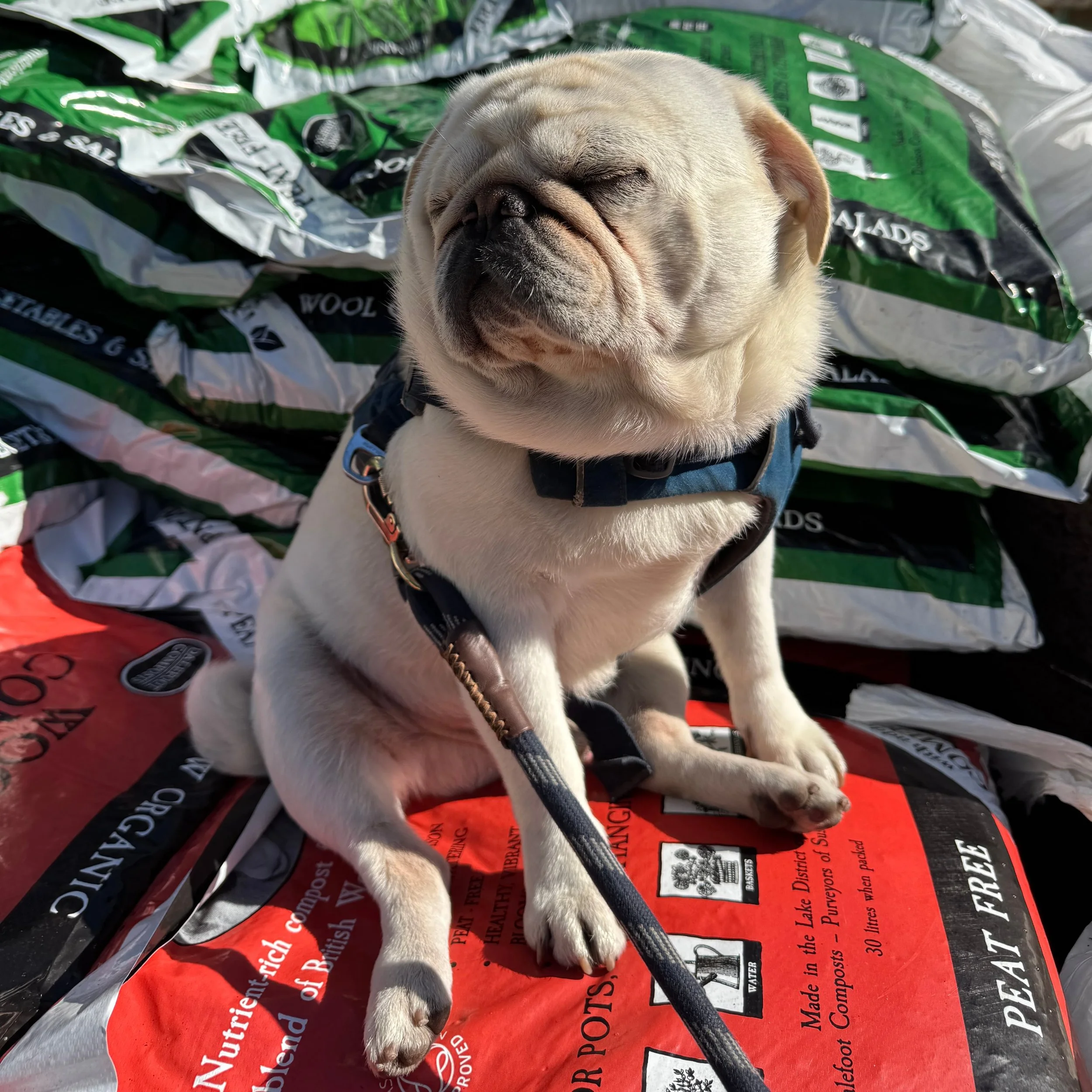 A Happy Pug — Our Plant Stories