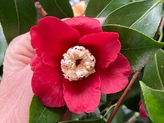 Camellia japonica Bokuhan.jpg