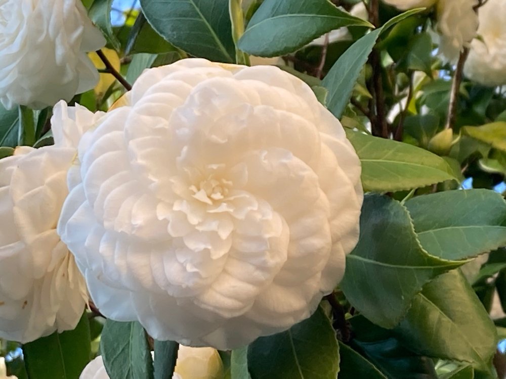 Camellia japonica Vergine do Collebeato-1.jpg