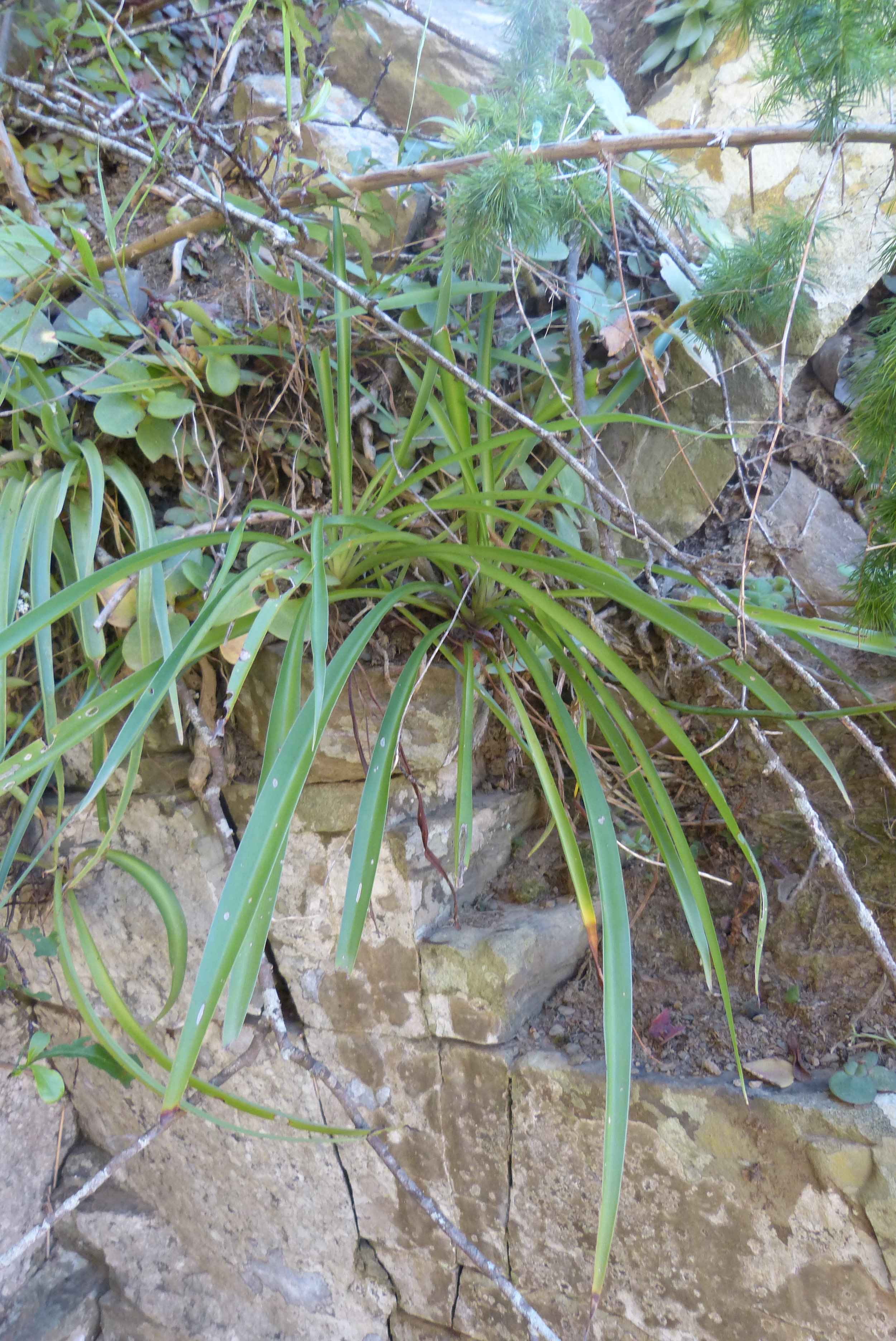 P1290202Chlorophytum comosum Mtata.JPG