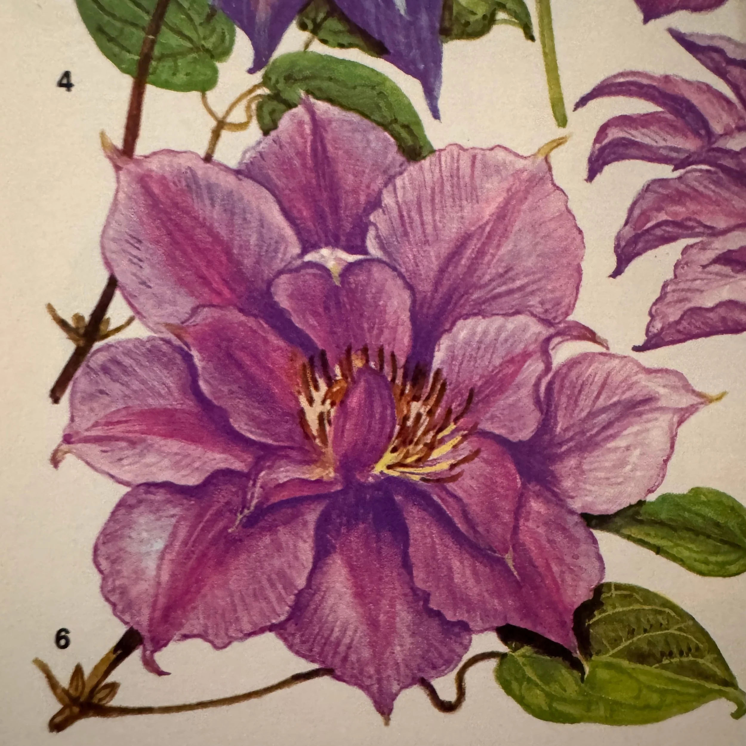 Clematis - Searching for Miriam