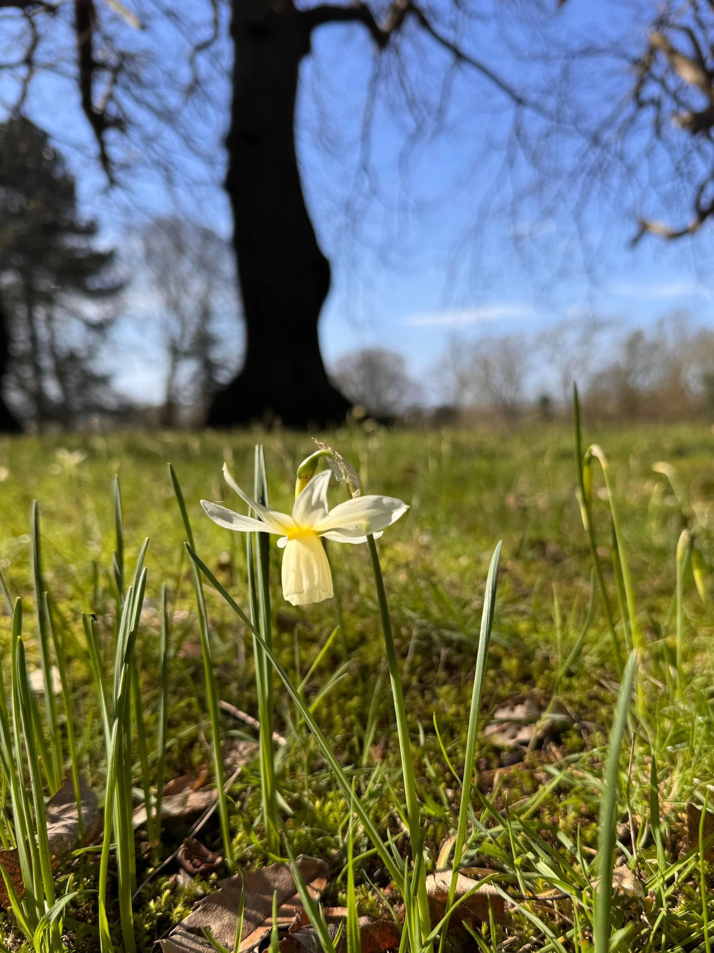 Warley place 1 (1).jpg