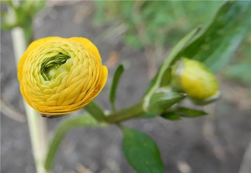 Ranunculus repens (1).jpg