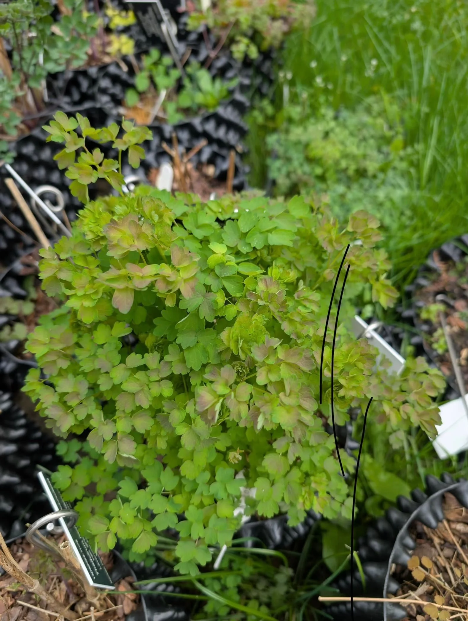 Nick thalictrum March.jpg