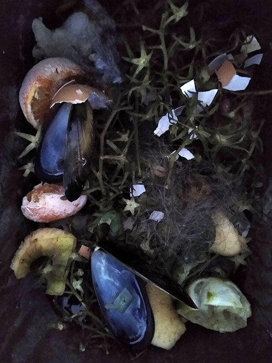 Compost Print 30 Mussel Shells and Vines like Stars.jpg