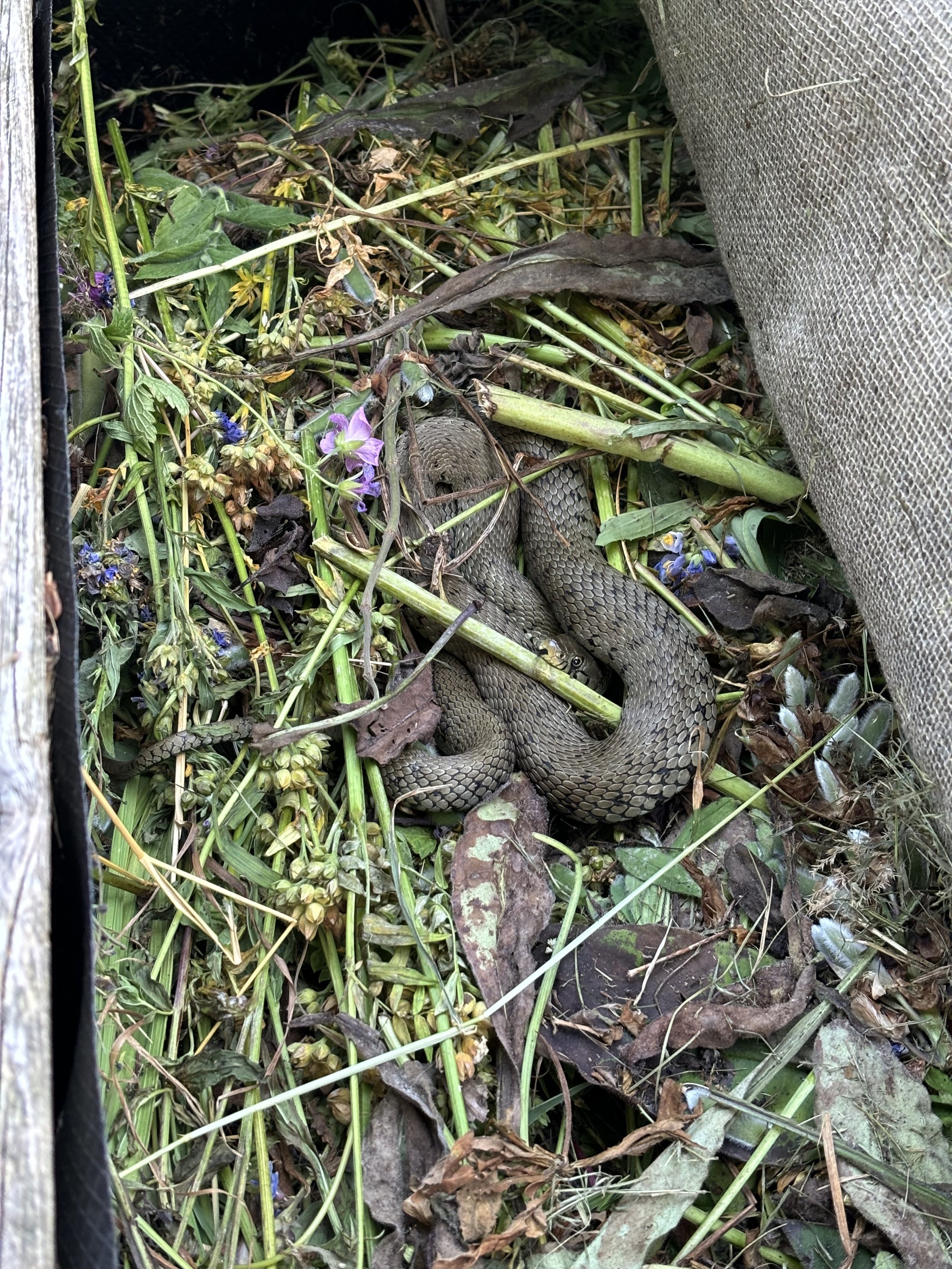 Fiona grass snakes.jpg