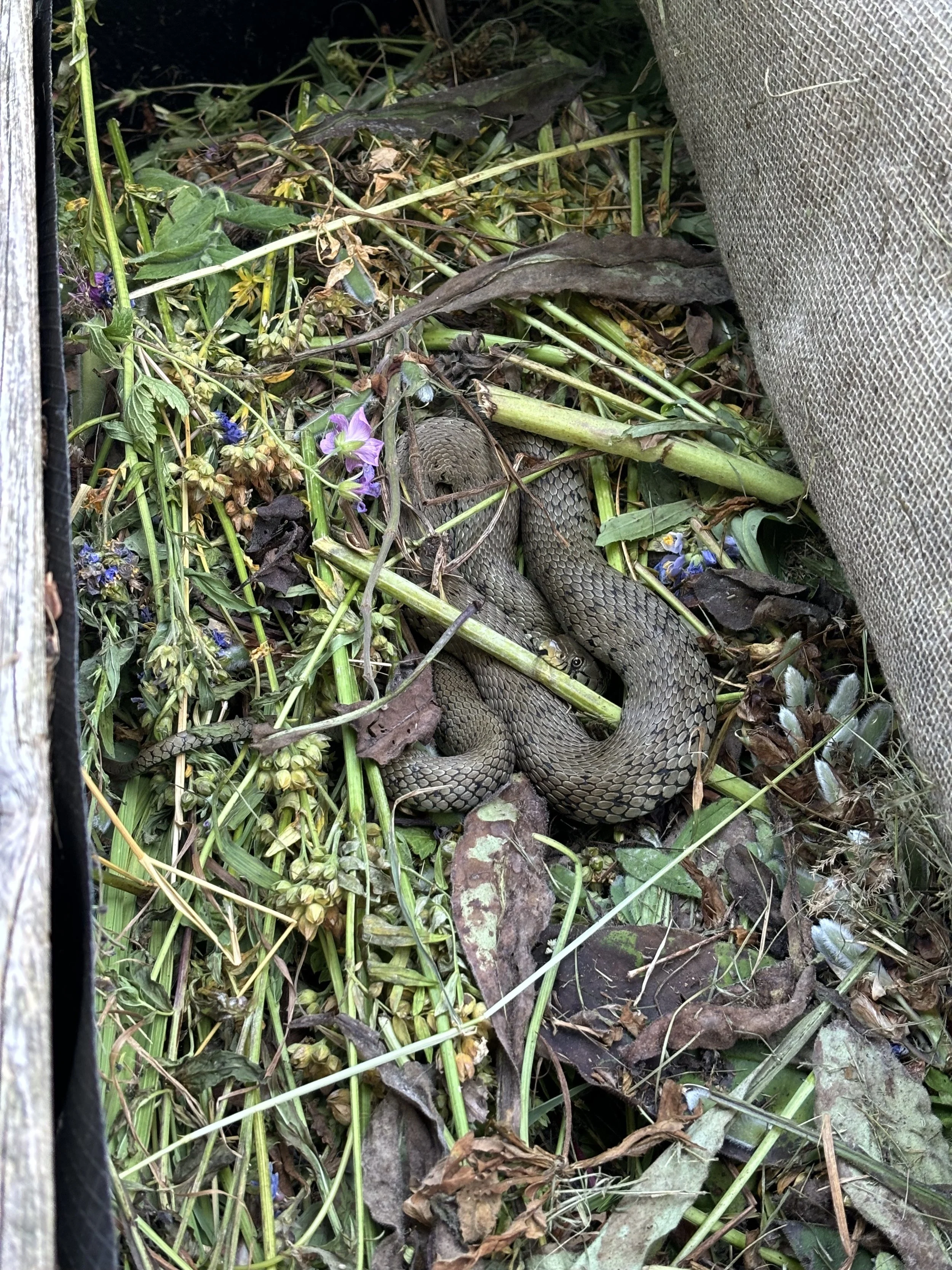 Just Say Compost!