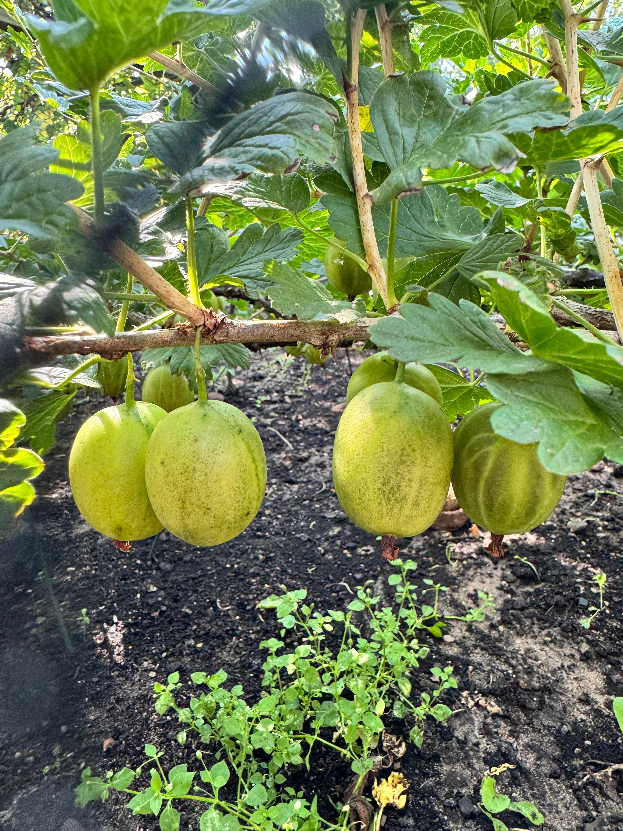 prize gooseberries (1).jpg