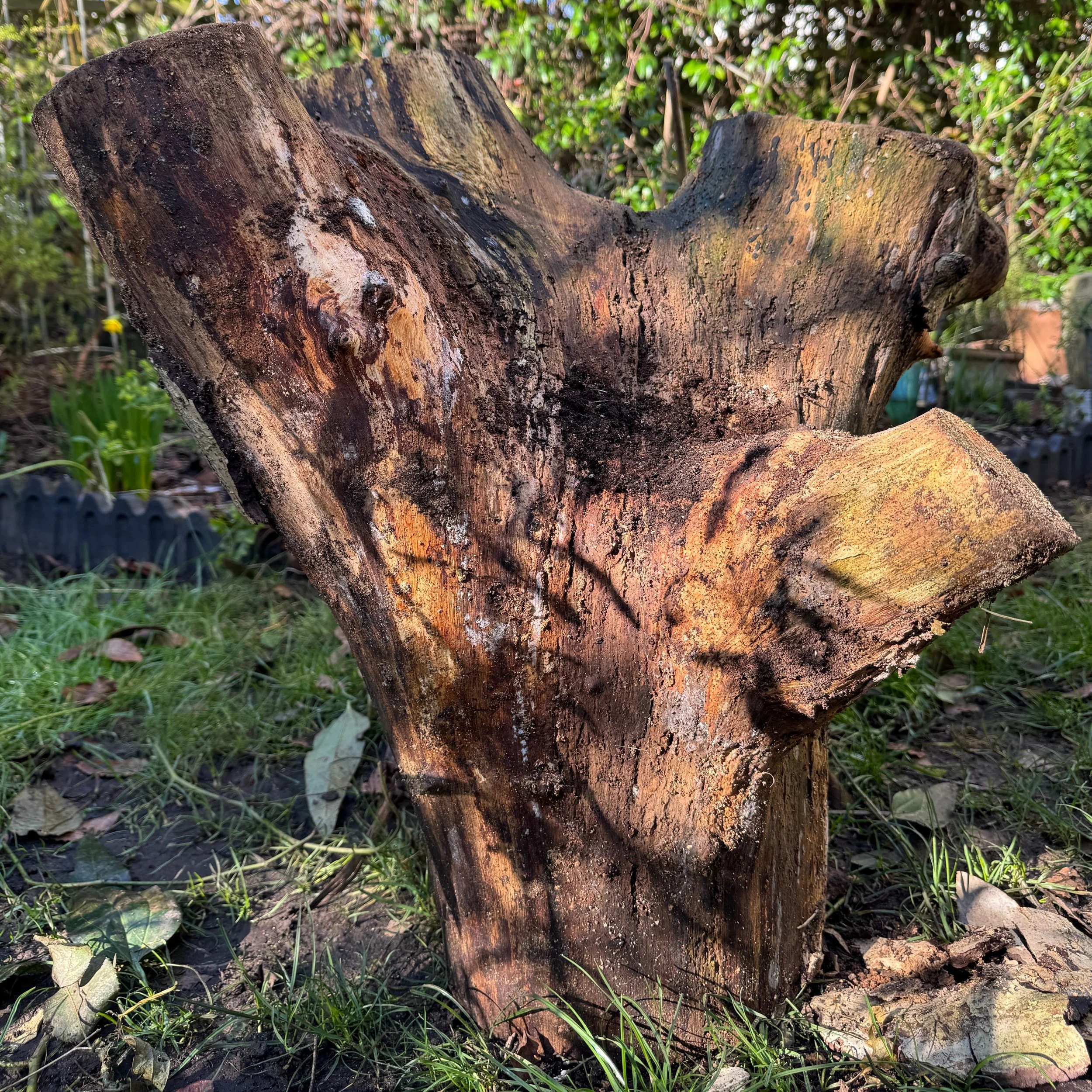 The Walnut Tree — Our Plant Stories