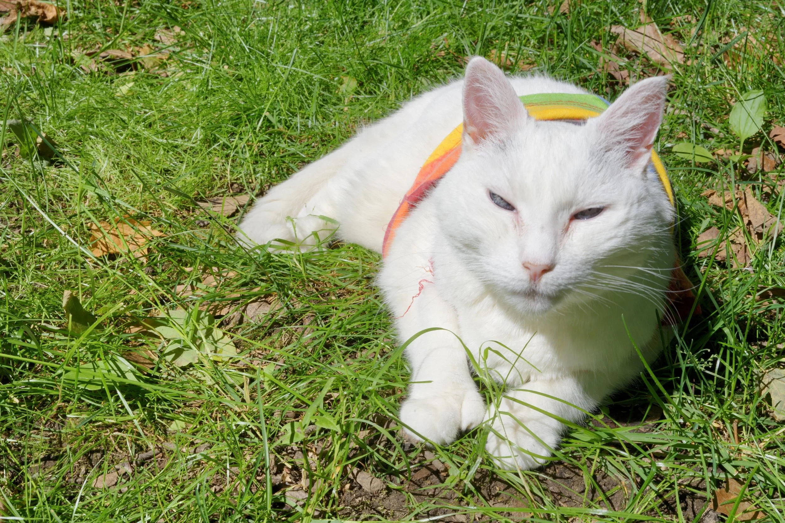 TilaOutsideRainbow1.2.jpeg