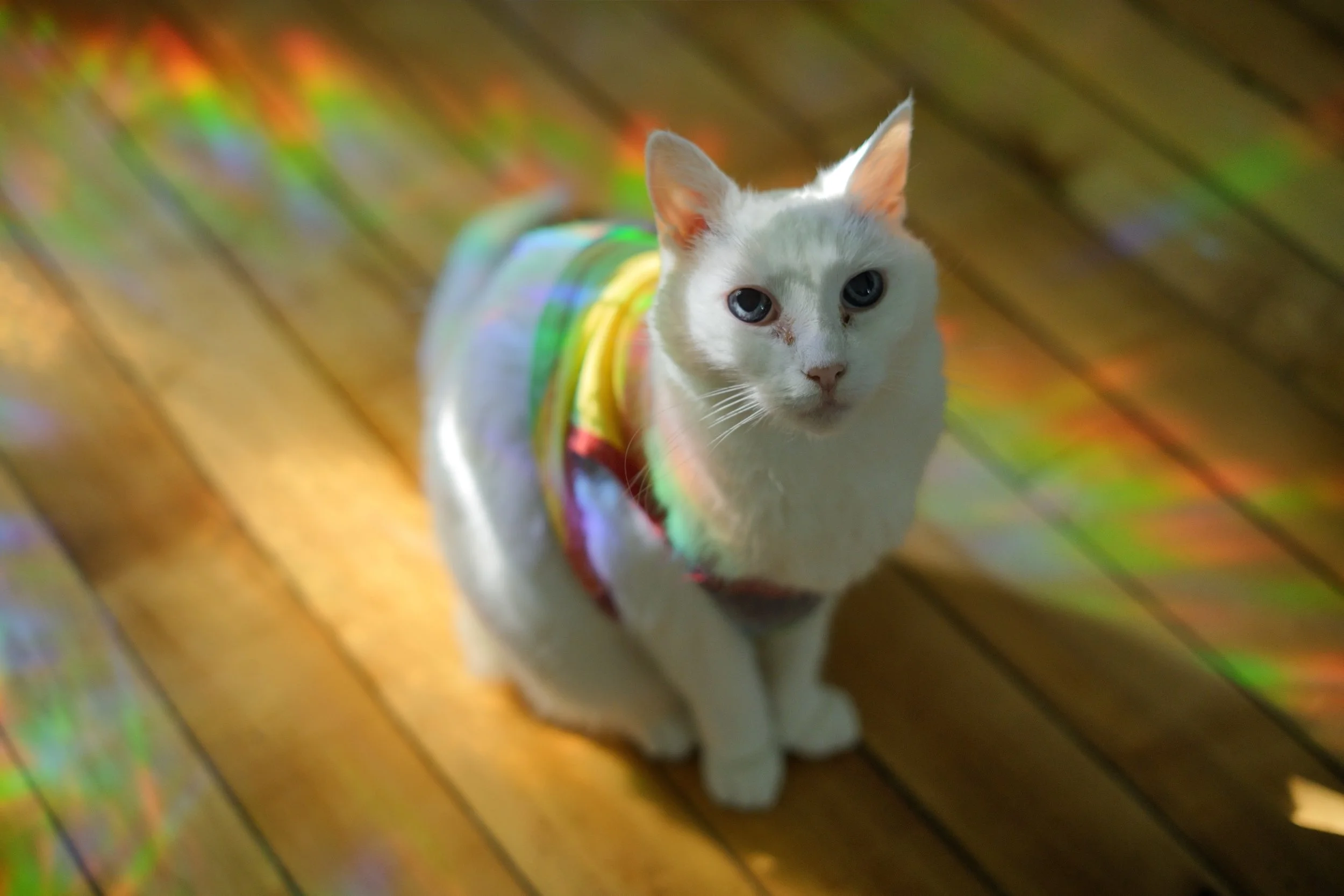 TilaRainbow12.2.jpeg