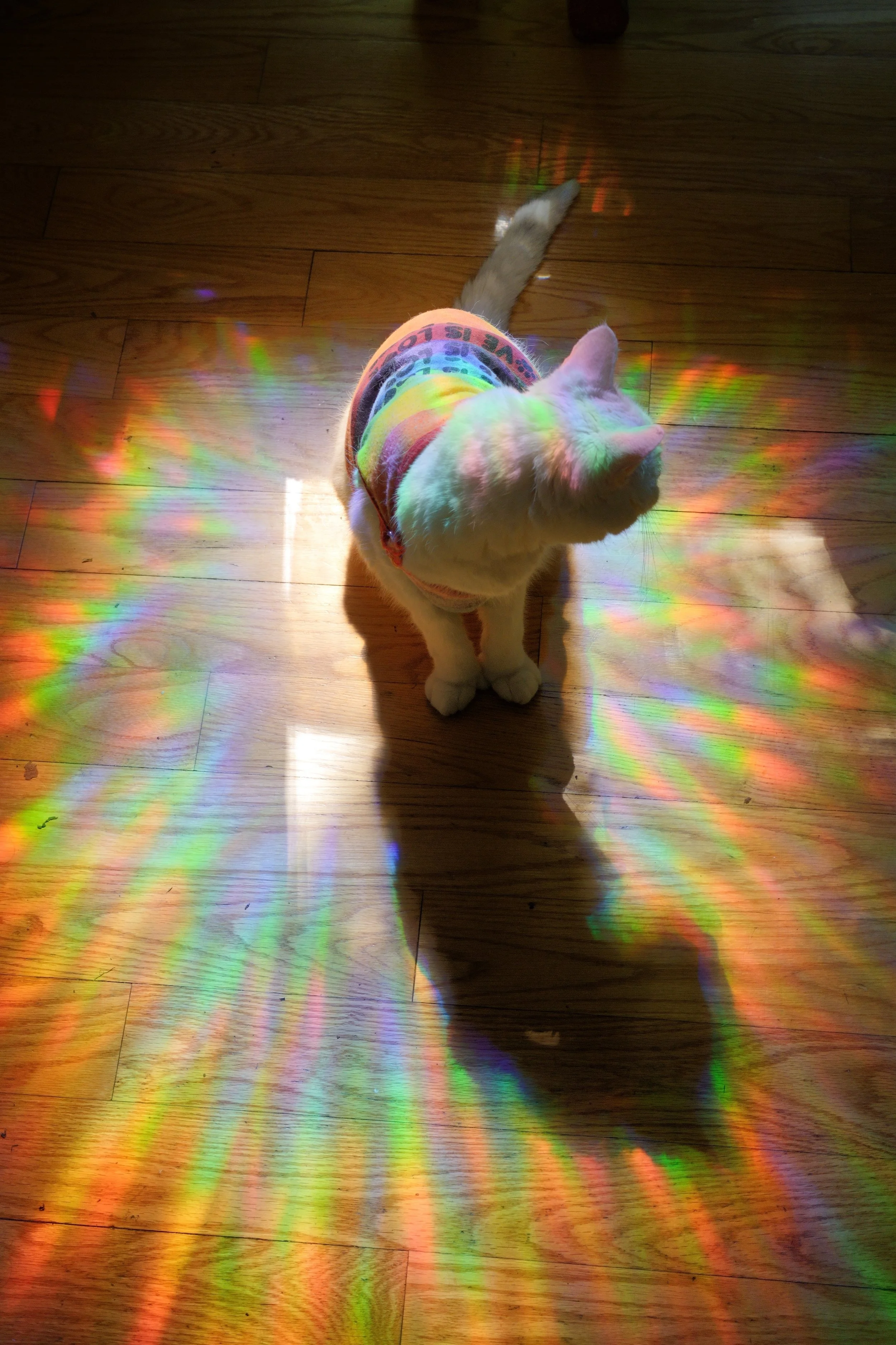 TilaRainbow4.2.jpeg