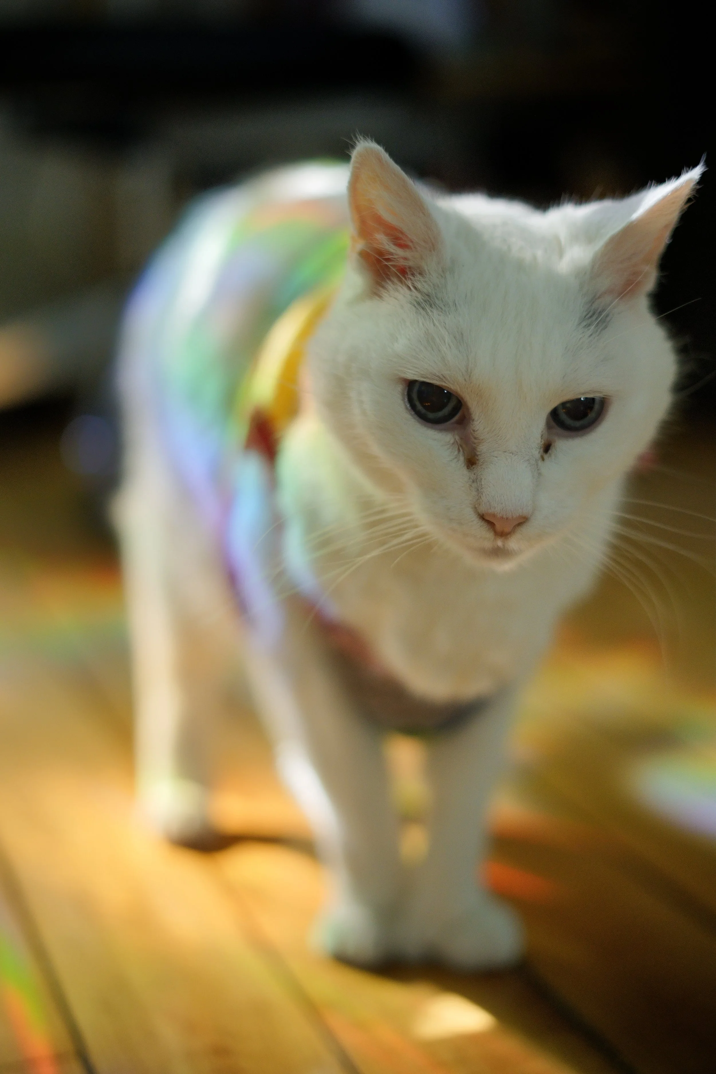 TilaRainbow3.2.jpeg