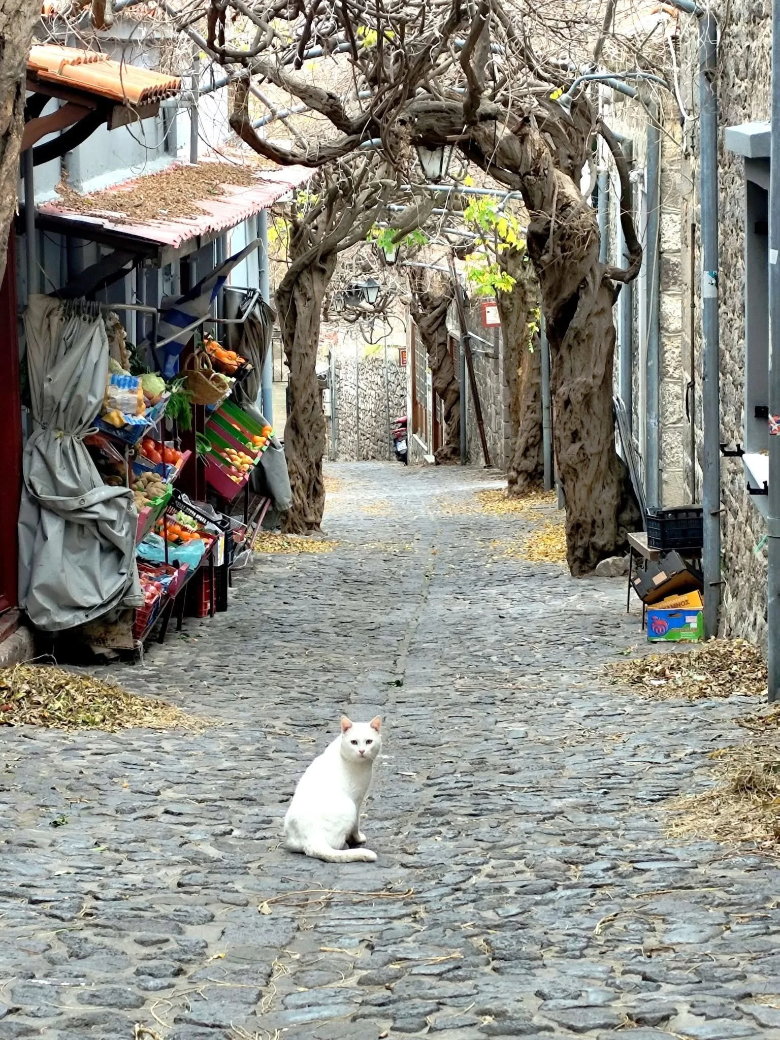 Cat on a stone street in Molivos Lesvos