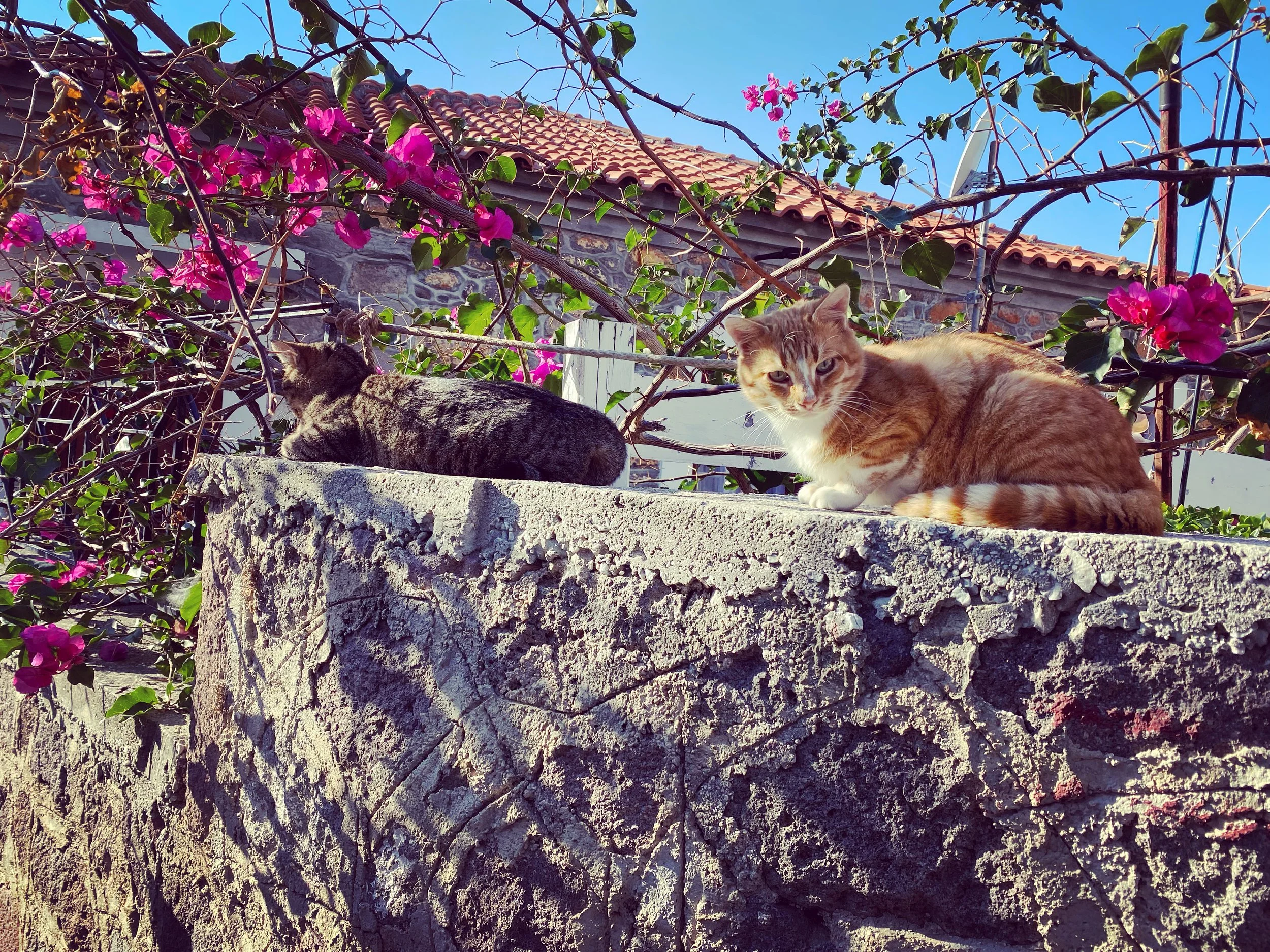 Cat walking along a narrow alley in Molivos