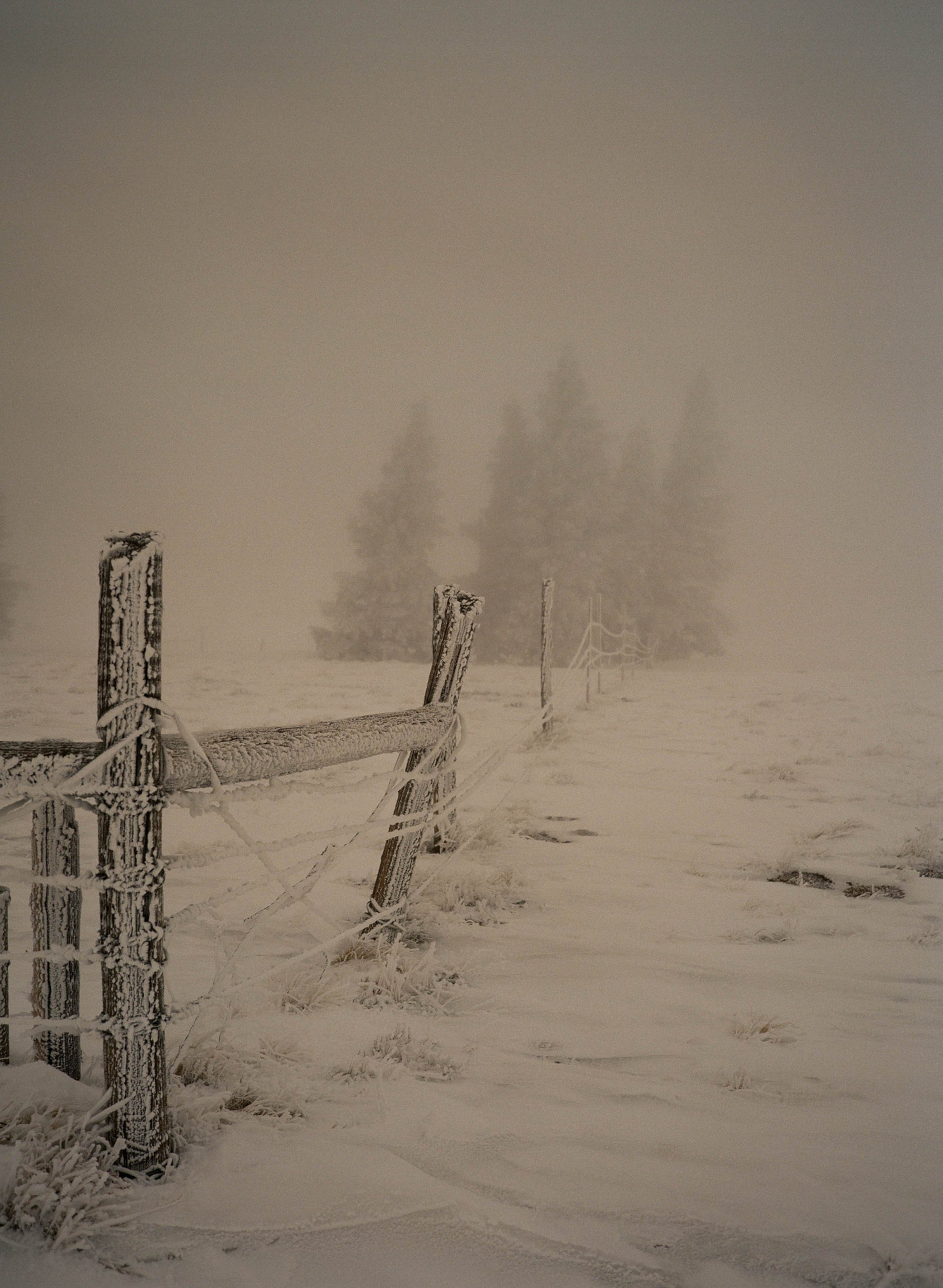 Frosty Fence Line.jpg