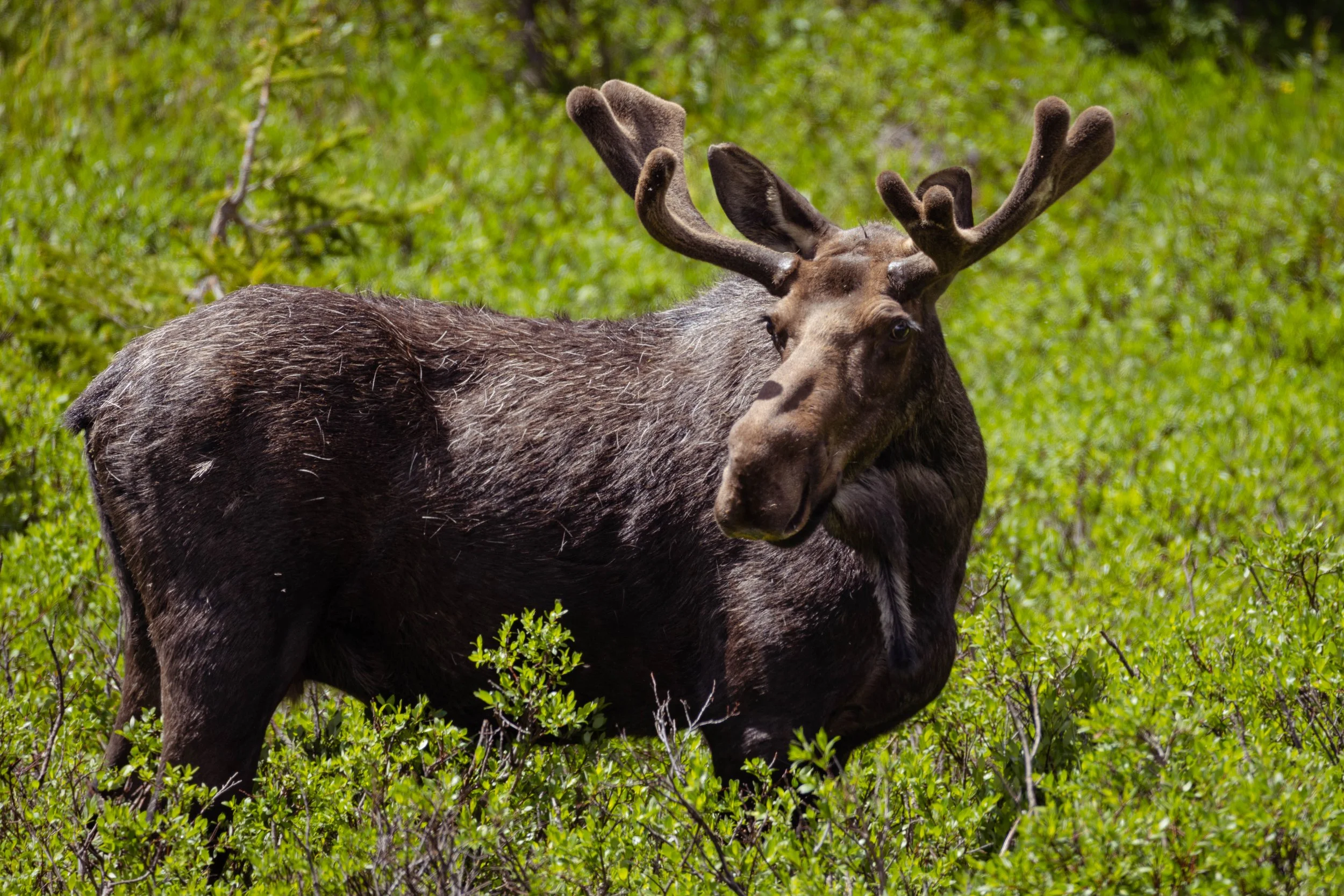 Early Summer Bull
