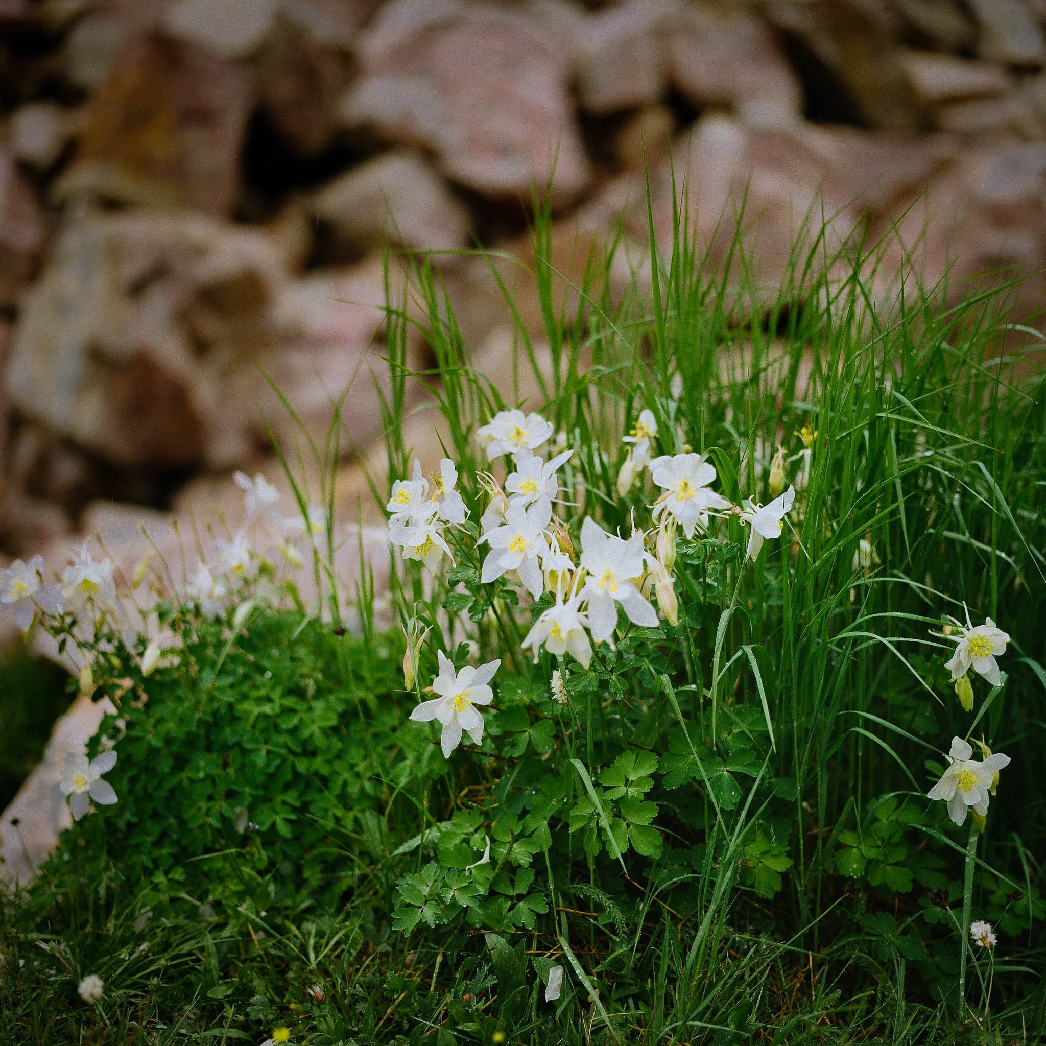 Columbines.jpg